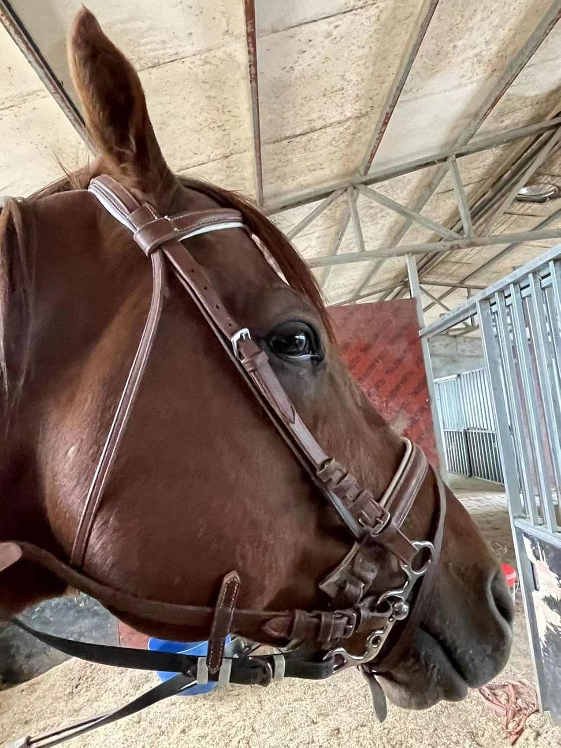 Letsport Stainless Steel Snaffle Bit, Western All Purpose Snaffle Bits for Horses, Horse Bits for Training Equestrian Equipment, Multi-Loop Design for All Kinds of Applications Horse Bridle. : Sports & Outdoors