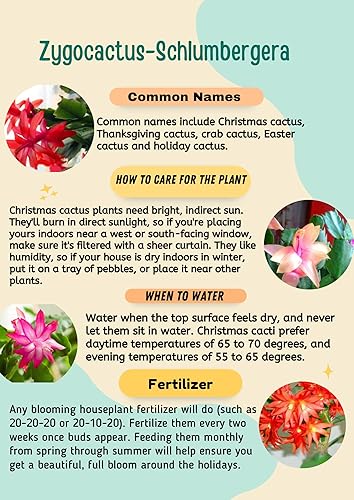 Miniatura 5 de Cactus de Navidad magenta de 2 pulgadas, tolerante a la sequía, fácil de cultivar en interiores y exteriores. SuculentoCactus.