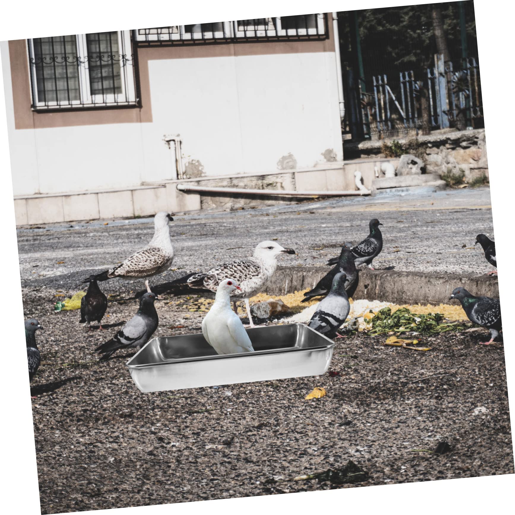 Holibanna Metal Bird Bath Tub Thickened Shower Basin for Pigeons Small Birds Bathing Tool to Keep Pets Cool Moisturized Hot Weather