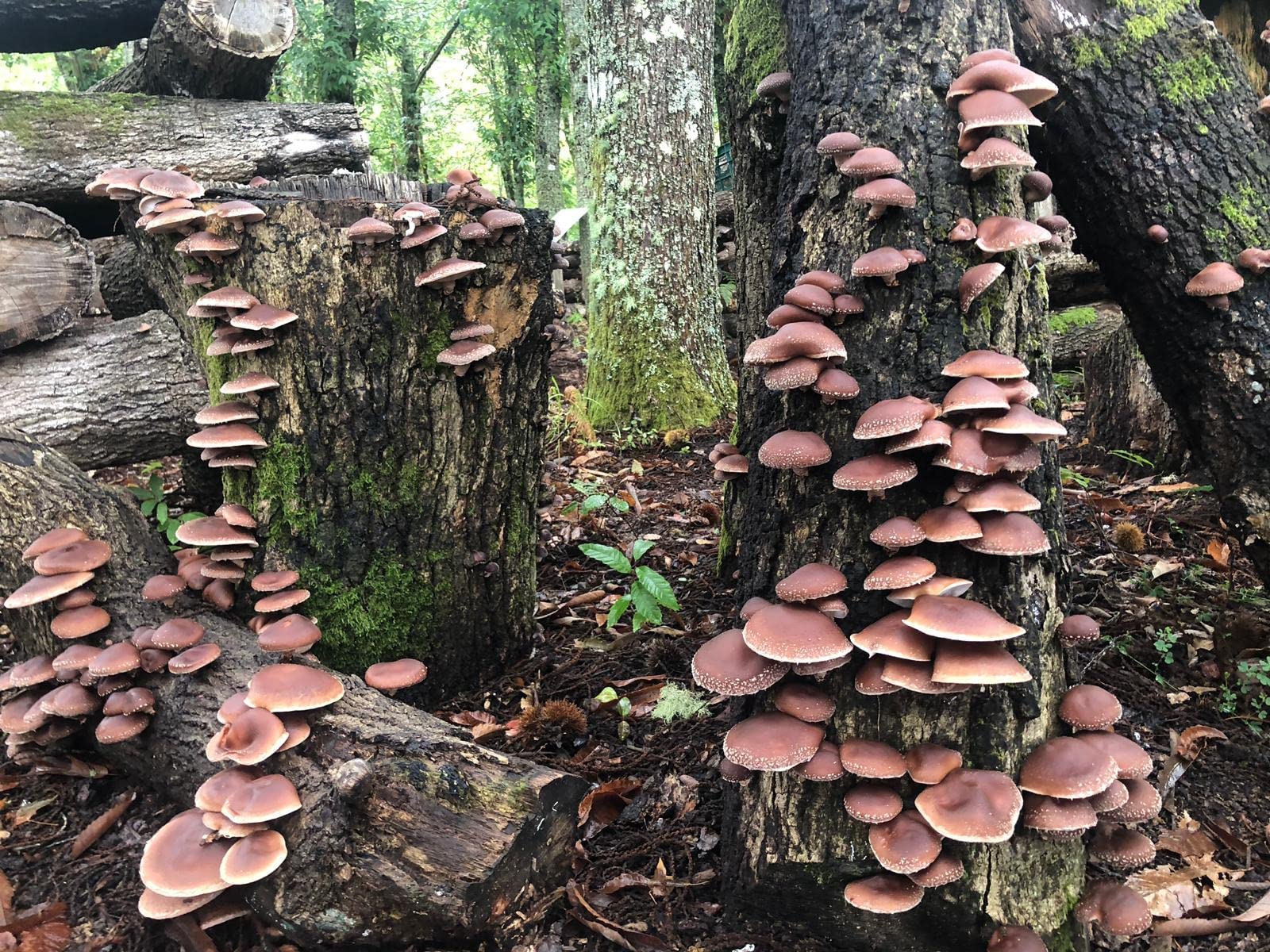 HIFAS - Setas Autocultivo - Autocultivo de Seta Shiitake sobre Troncos de Madera, Perfecto para el Cultivo de Setas en casa o para el Huerto, Mushroom Growing (1000 Uds)