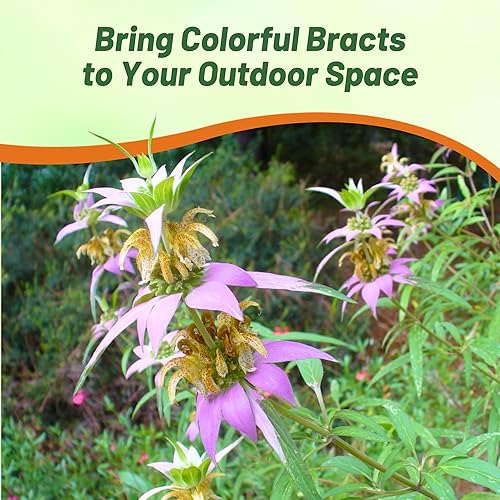 Miniatura 6 de Outsidepride Perennial Monarda Spotted Bee Balm Garden Cut Flower Plant Semillas - 500 semillas