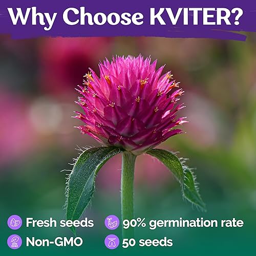 Miniatura 5 de Globo Amaranto Mix Color ~ Blanco, Rosa, Rosa, Salmón y Morado. 50 Semillas.