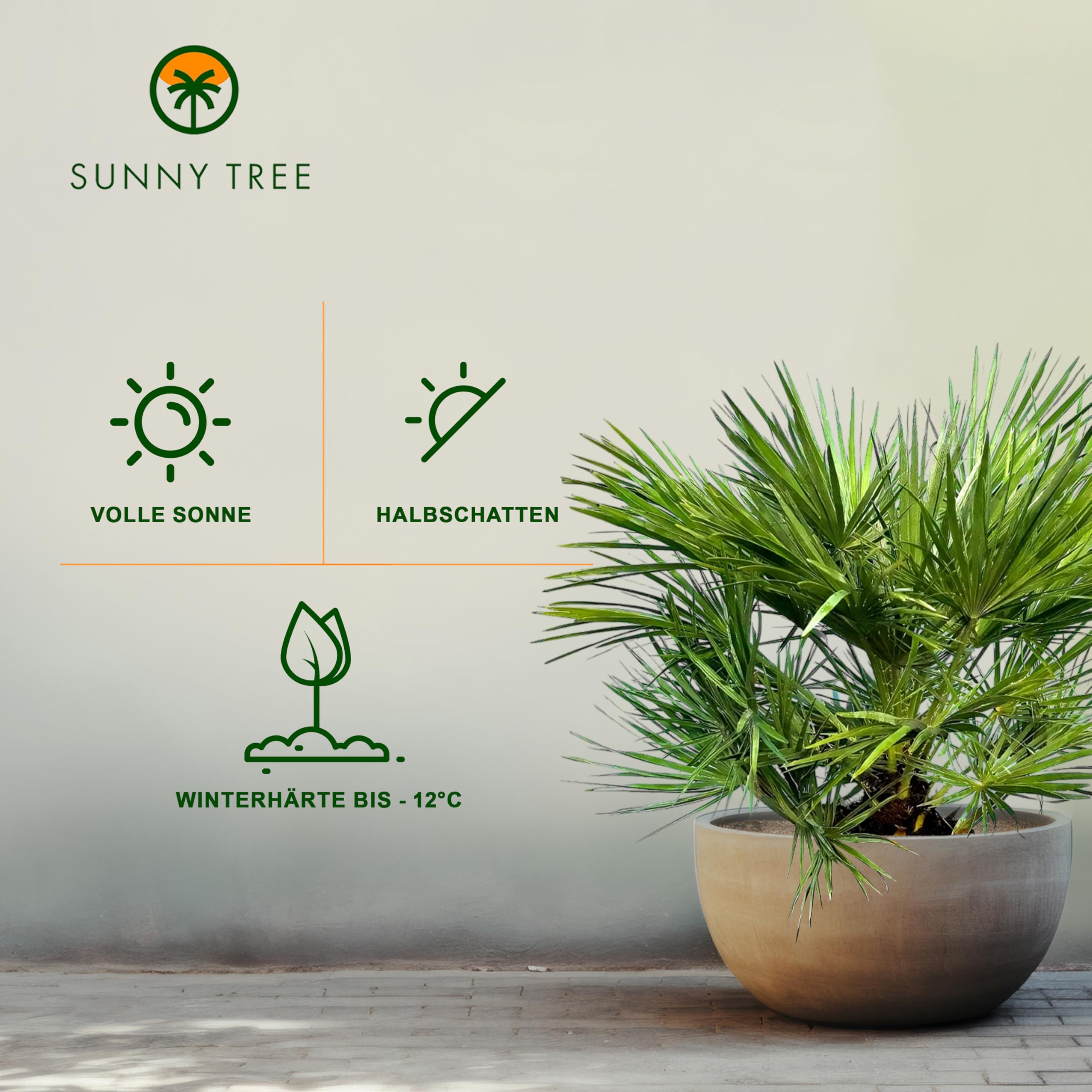 Chamaerops Humilis - Europäische Zwergpalme - Immergrüne winterharte Palme - 80 cm hoch inklusive Topf
