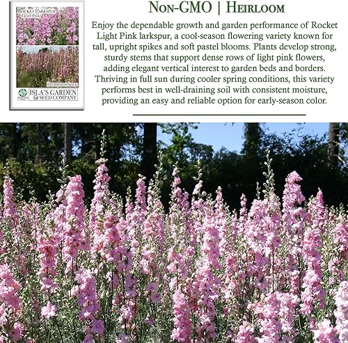 Miniatura 3 de Semillas de flor de cohete Larkspur rosa claro para plantar, más de 250 semillas por paquete, semillas de jardín de Isla, semillas sin OMG y