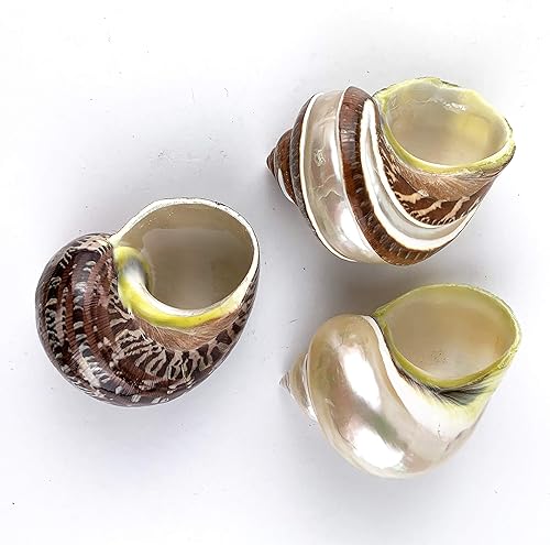 Miniatura 2 de Worlds 3 conchas de cangrejo ermitaño de mezcla grande y conchas turbo de 2 "-2-34" pulgadas