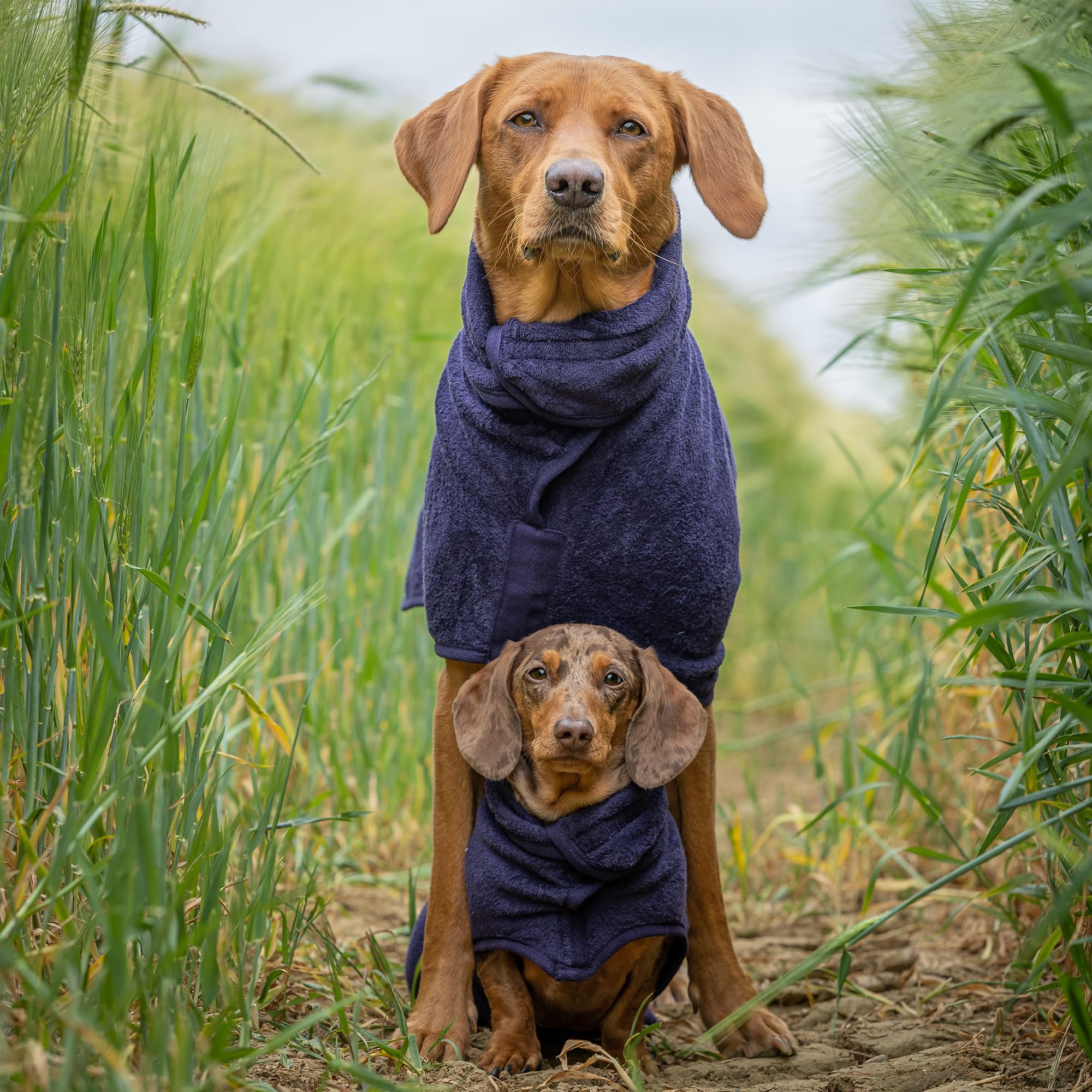 Ruff and Tumble Dog Drying Coat - Classic Collection, Blackberry - Image 2
