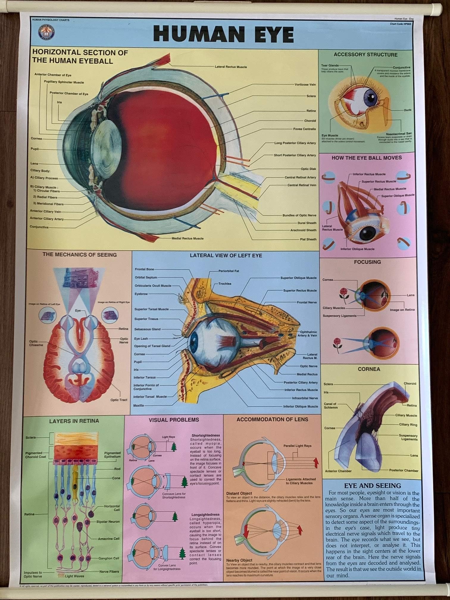 Big Size (39 x 27 Inches) Roll-up Human Eye Anatomical Chart. Convertible Eyes Anatomy Chart for Kids, Students, Teachers, Medical Professionals