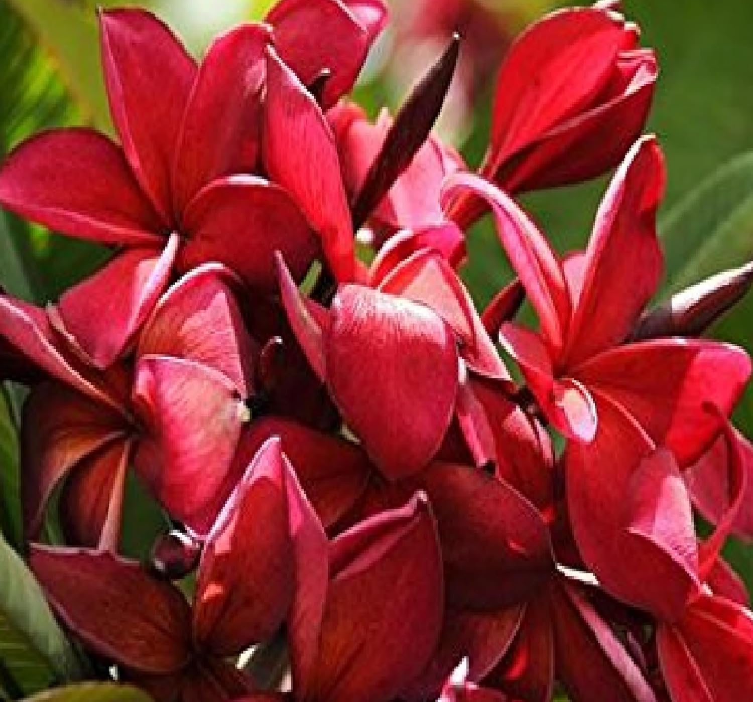 4 Hawaiian Red Frangipani Slips Unrooted LB5