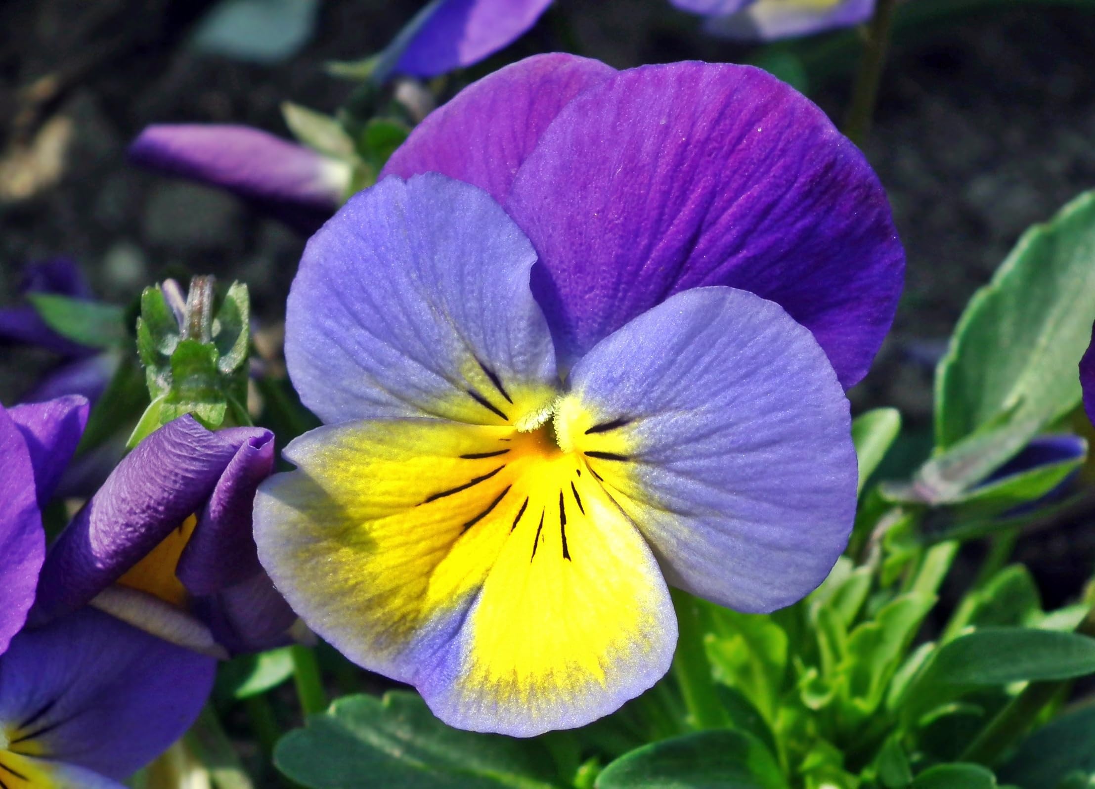 Acker Stiefmütterchen (Viola arvensis) Samen. Zier- und Heilpflanze (20000 Samen = 18,0g)
