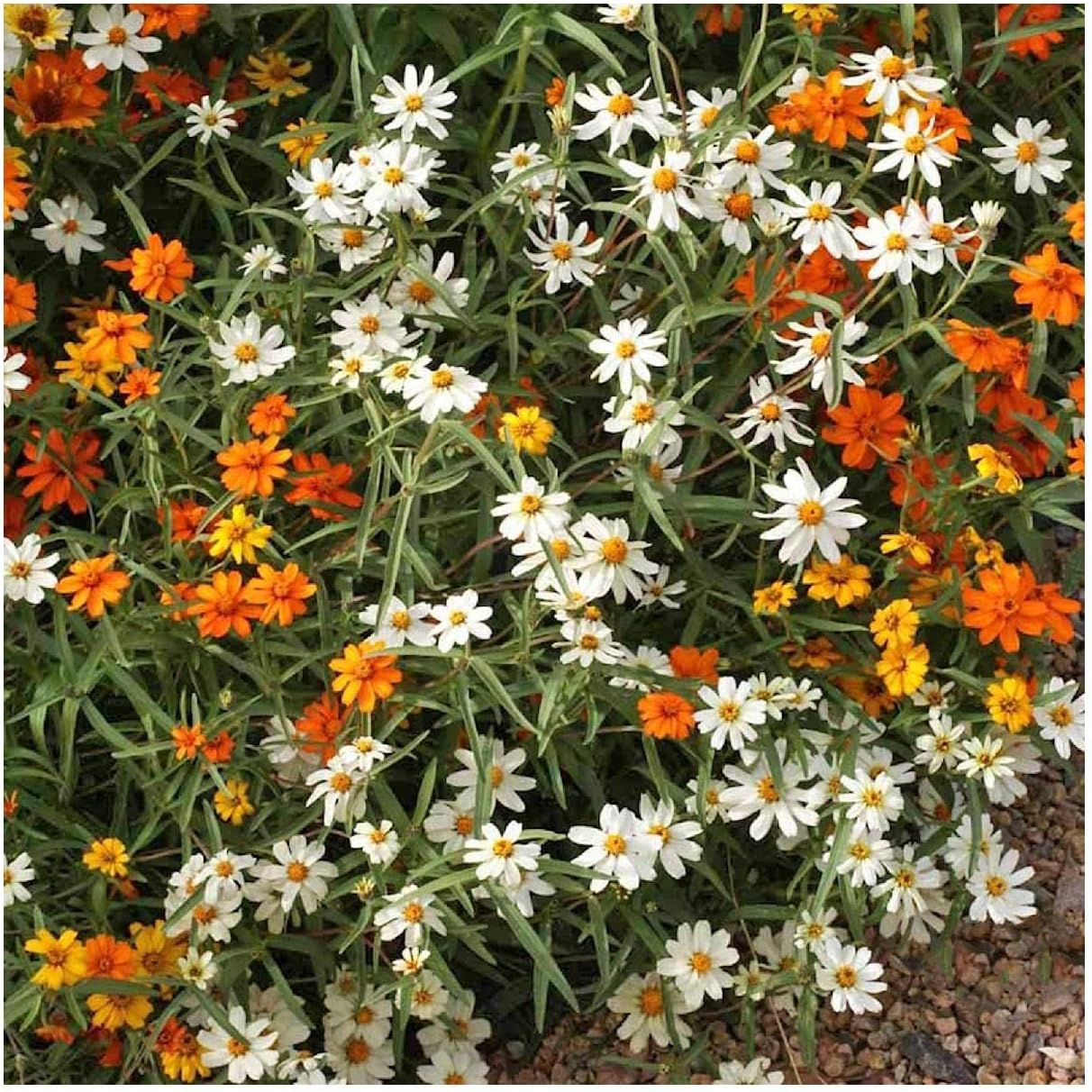Everwilde Farms - 1/4 Lb Classic Zinnia Wildflower Seeds - Gold Vault