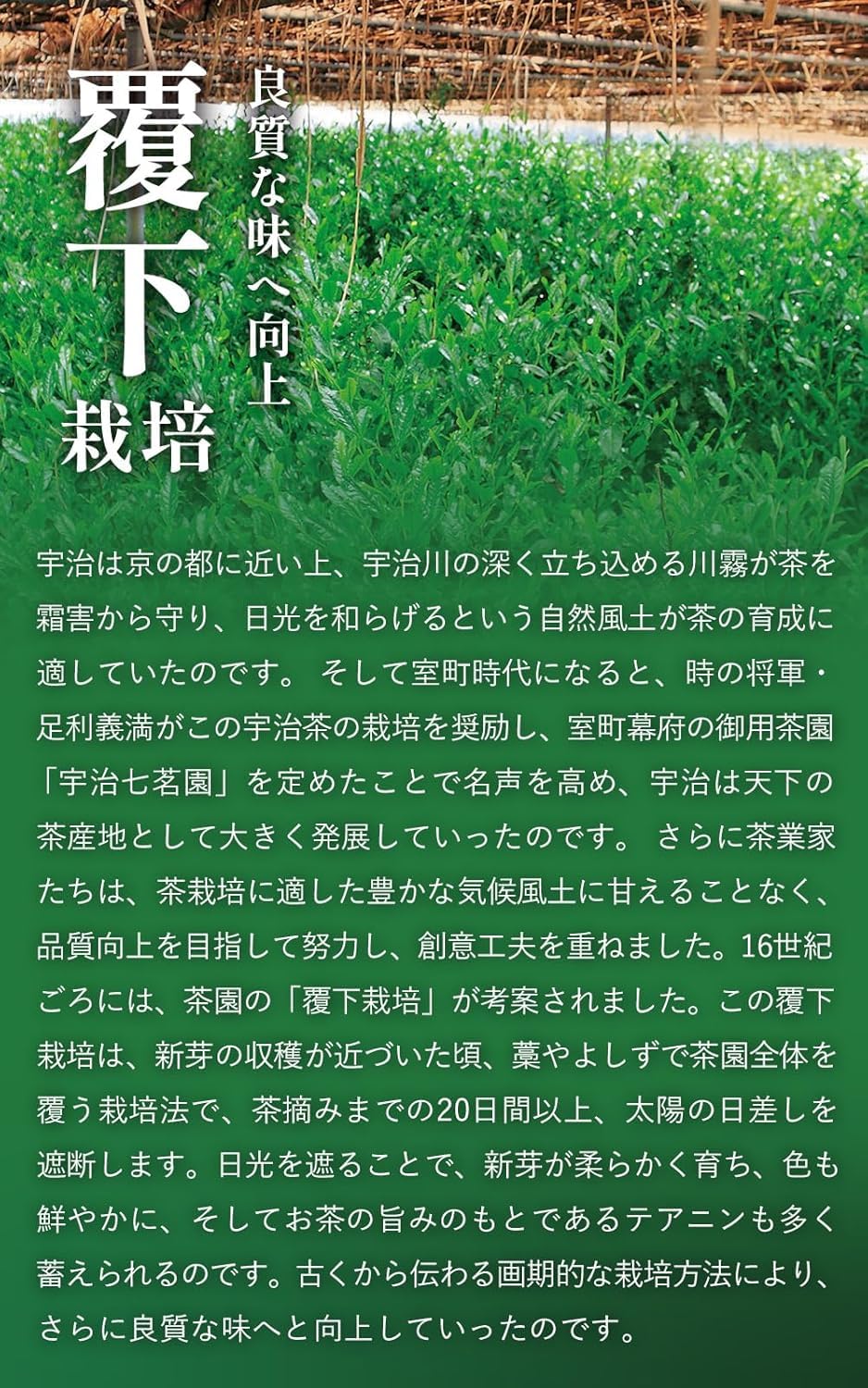 Kyoto Ujitawara Tea Factory Koimaro Matcha 40gx2 Uji Matcha Set Combo 2 can set Japanese — view 5