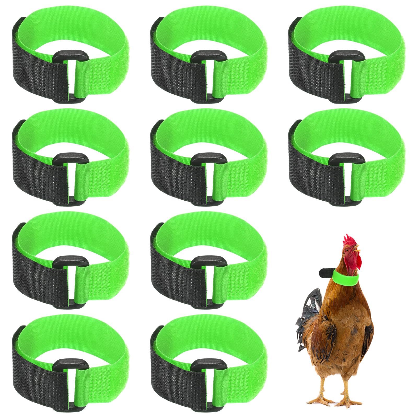 M METERXITY 10-Pack Rooster Collars 8.07" x 0.79" Green