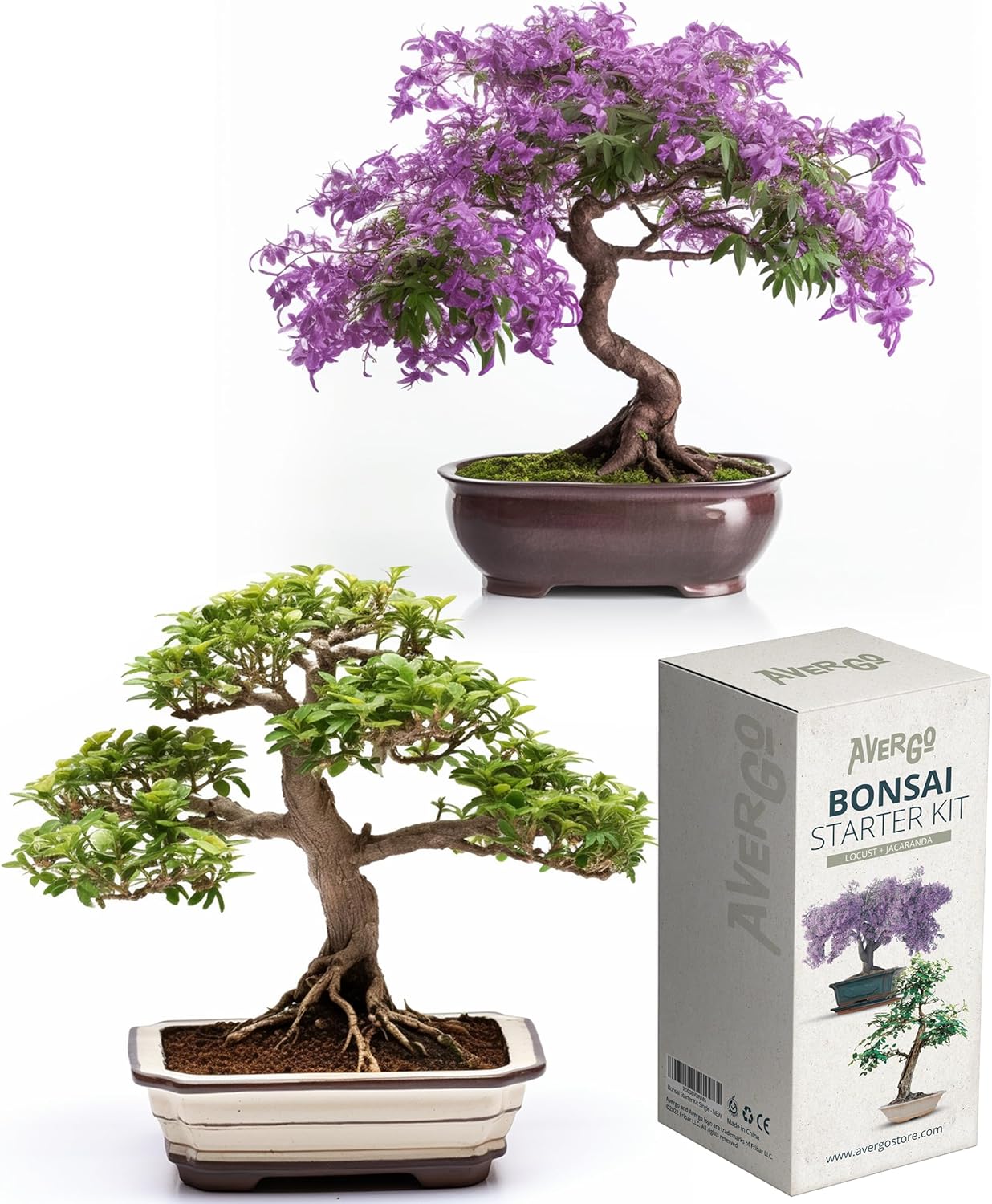 Bonsai Growing Seed Kit 2X Jacaranda + Locust Japanese Bonsai Trees Complete Indoor
