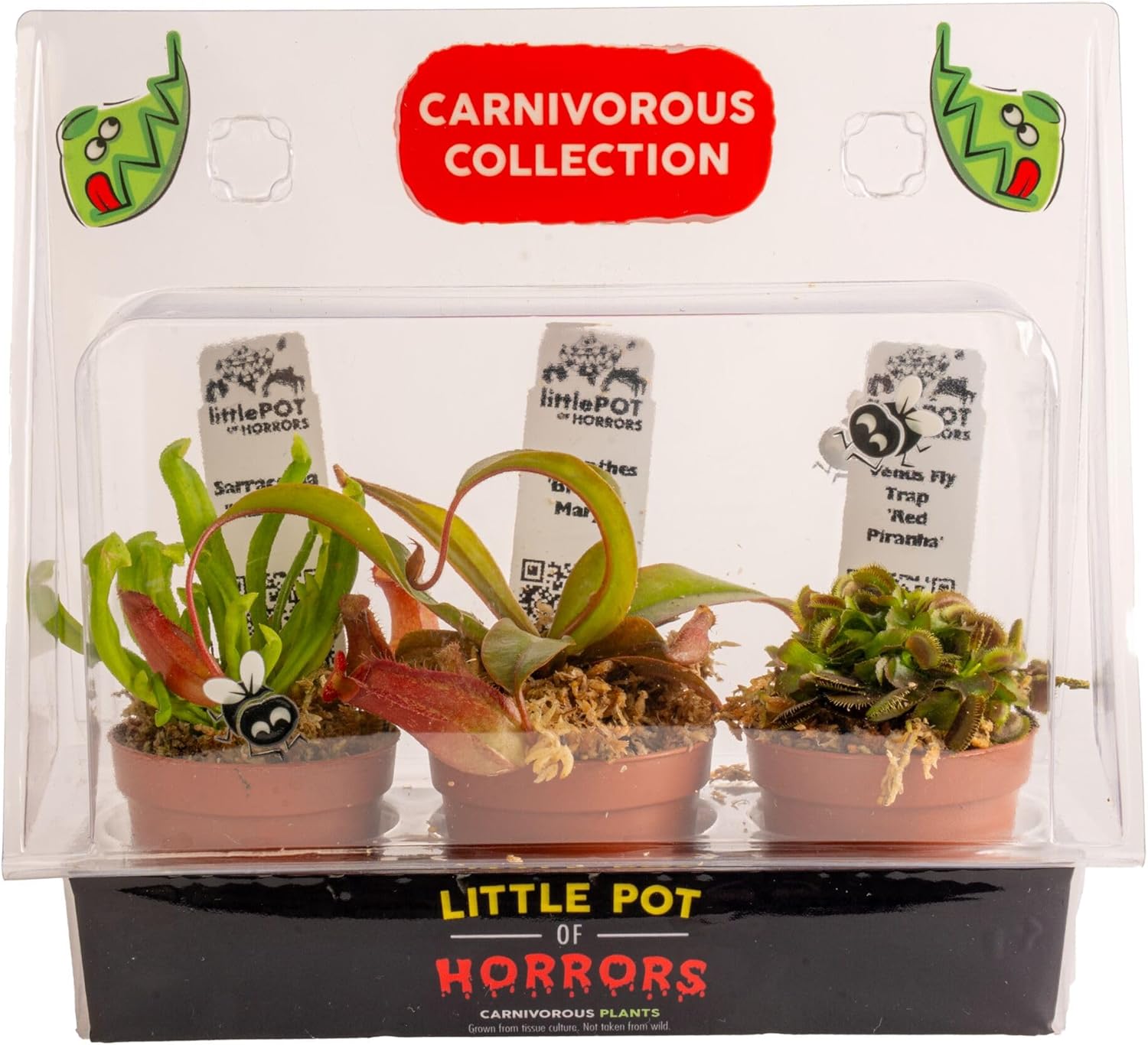 Costa Farms Live Carnivorous Plant Collection (3-Pack): Venus Flytraps, Sarracenia Pitcher Plants, and Nepenthes – Easy Care Indoor Predator Exotic Houseplants