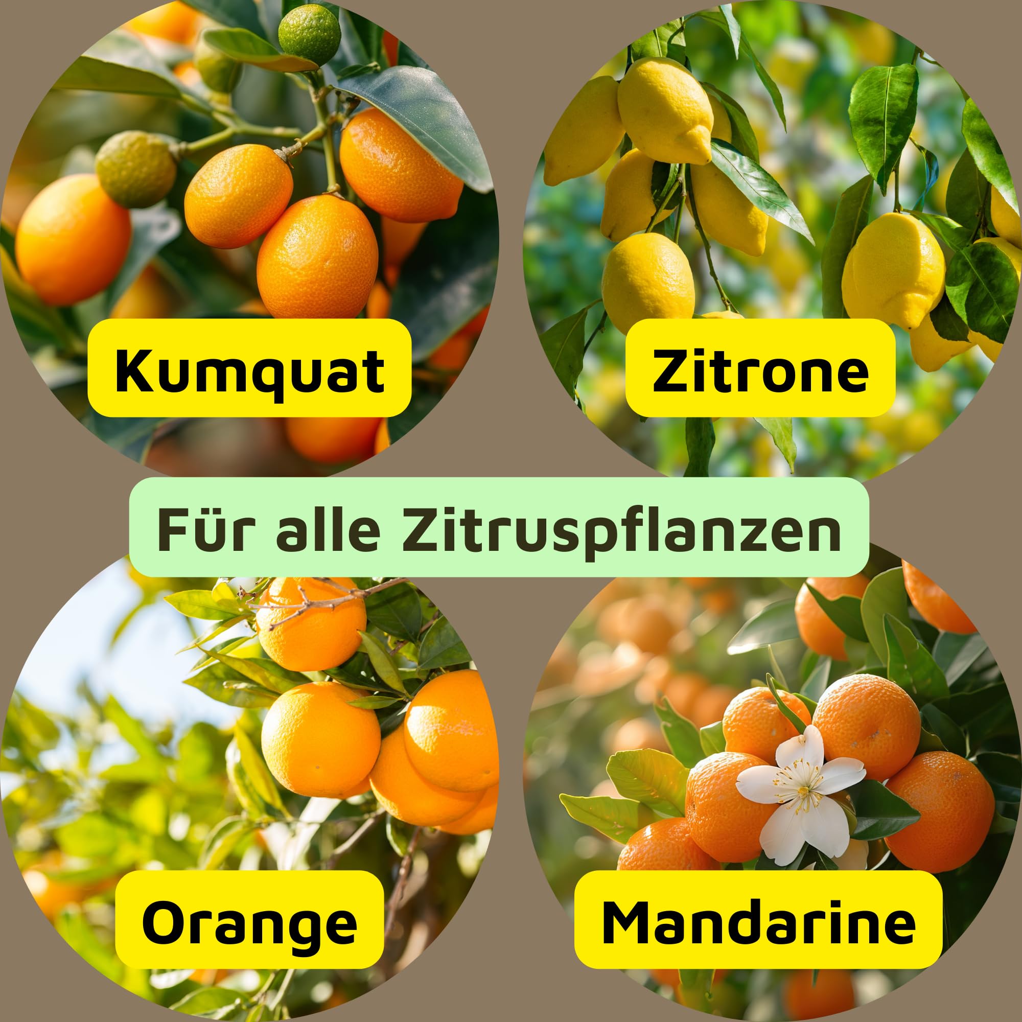 Rasenmax Zitrusdnger - Dnger fr Zitronenbaum und Olivenbaum,  Flssigdnger, Citrus Dnger, Zitruspflanzendnger, Zitrus, fr alle  Zitruspflanzen, Balkonpflanzen und Olivenbume, 1 L : Amazon.de: Garten