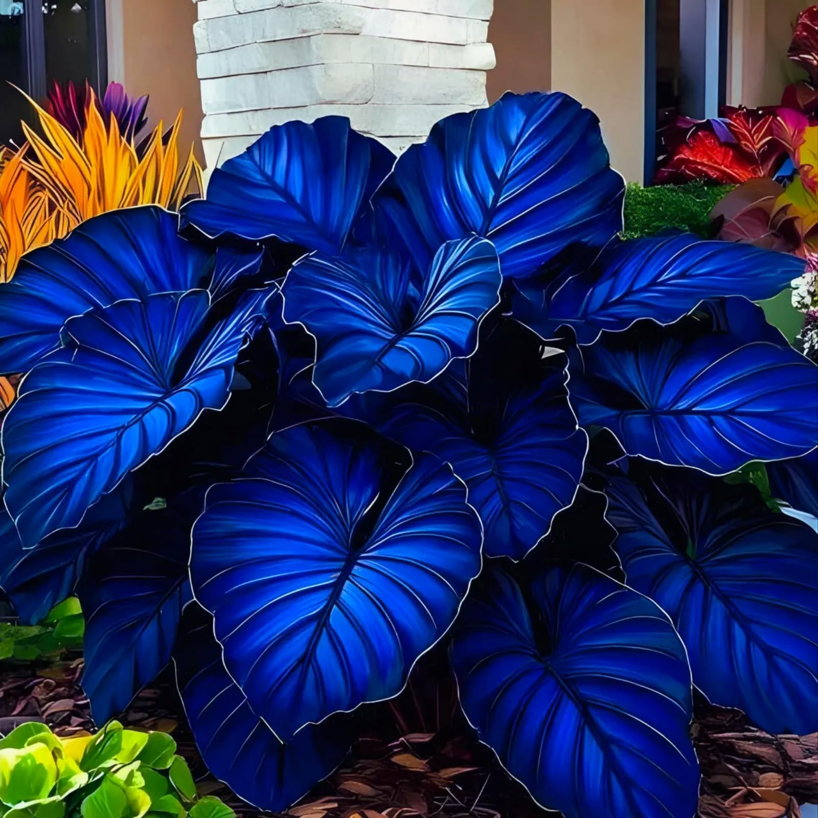 Bulk Elephant Ear Rhizome Surprise Growth, Colocasia Gigantea Bulbs, No Watering Required, Professional Planting-a-6Bulbs