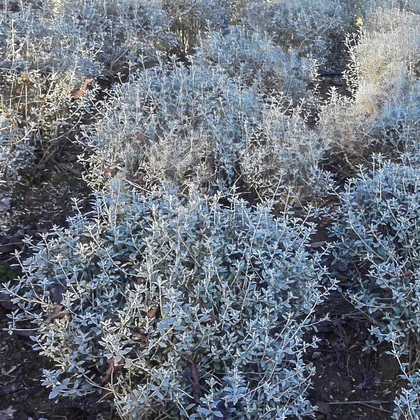 Teucrium fruticans, 10 piante alte 30/40 cm, vaso 8