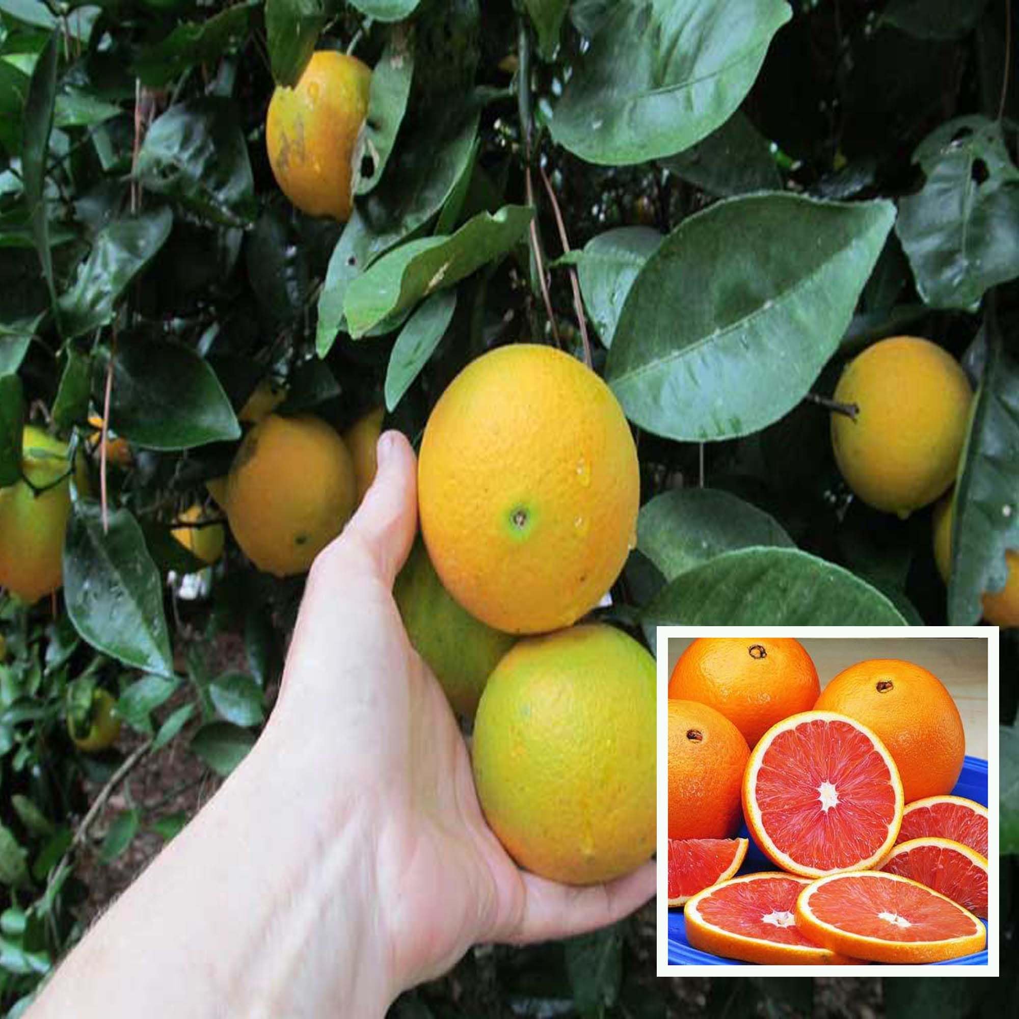 HAPING Cara Cara Navel Orange Santra Grafted Fruit Live Plant (1.5-2 Feet Height) (B0CV9G6D9W) Amazon Price History, Amazon Price Tracker