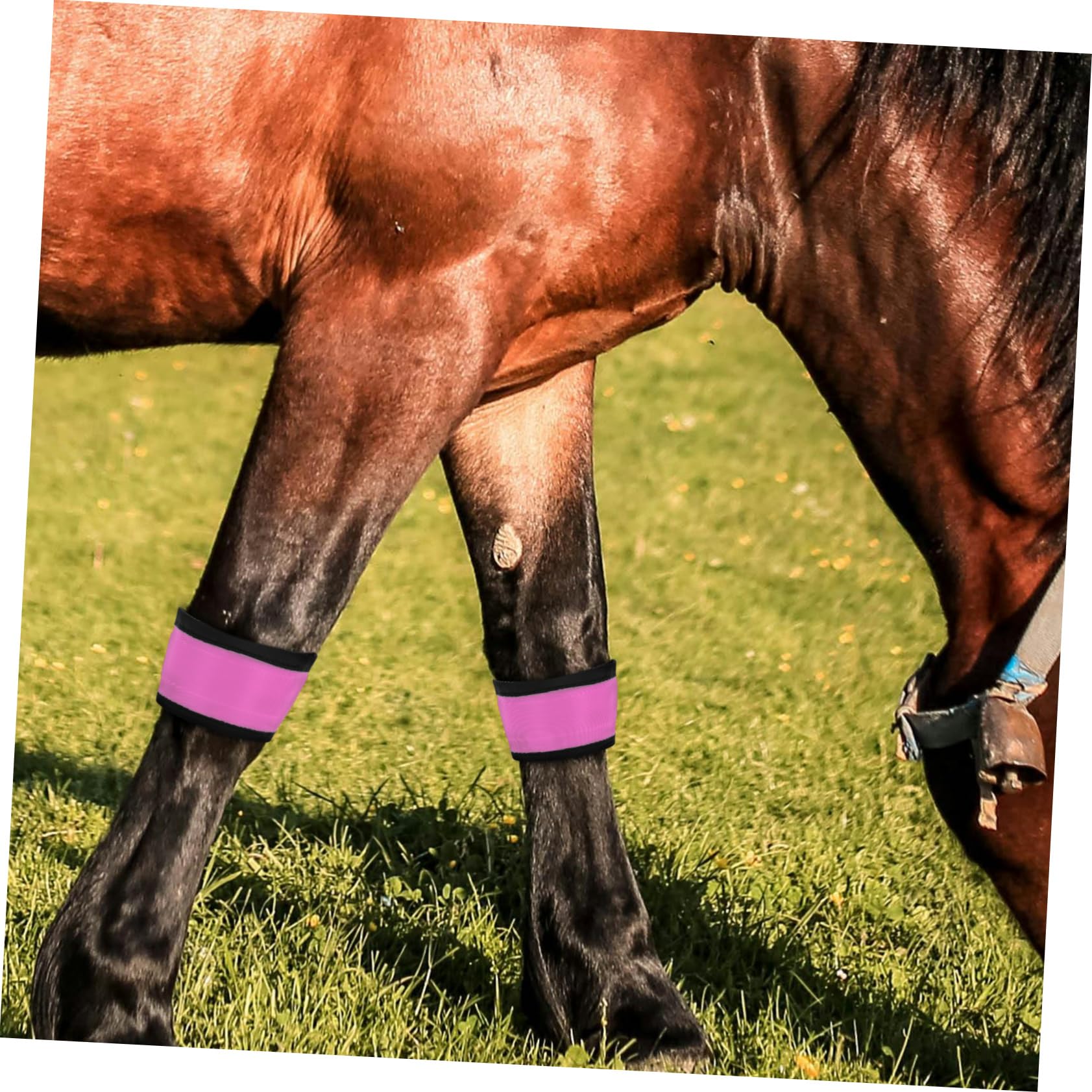 COLLBATH 4 Stück Leuchtendes Pferdebeinband aus Stoff Pferde Zubehör mit Hoher Sichtbarkeit und Verschleißfest für Sicheres Reittraining und Outdoor Aktivitäten
