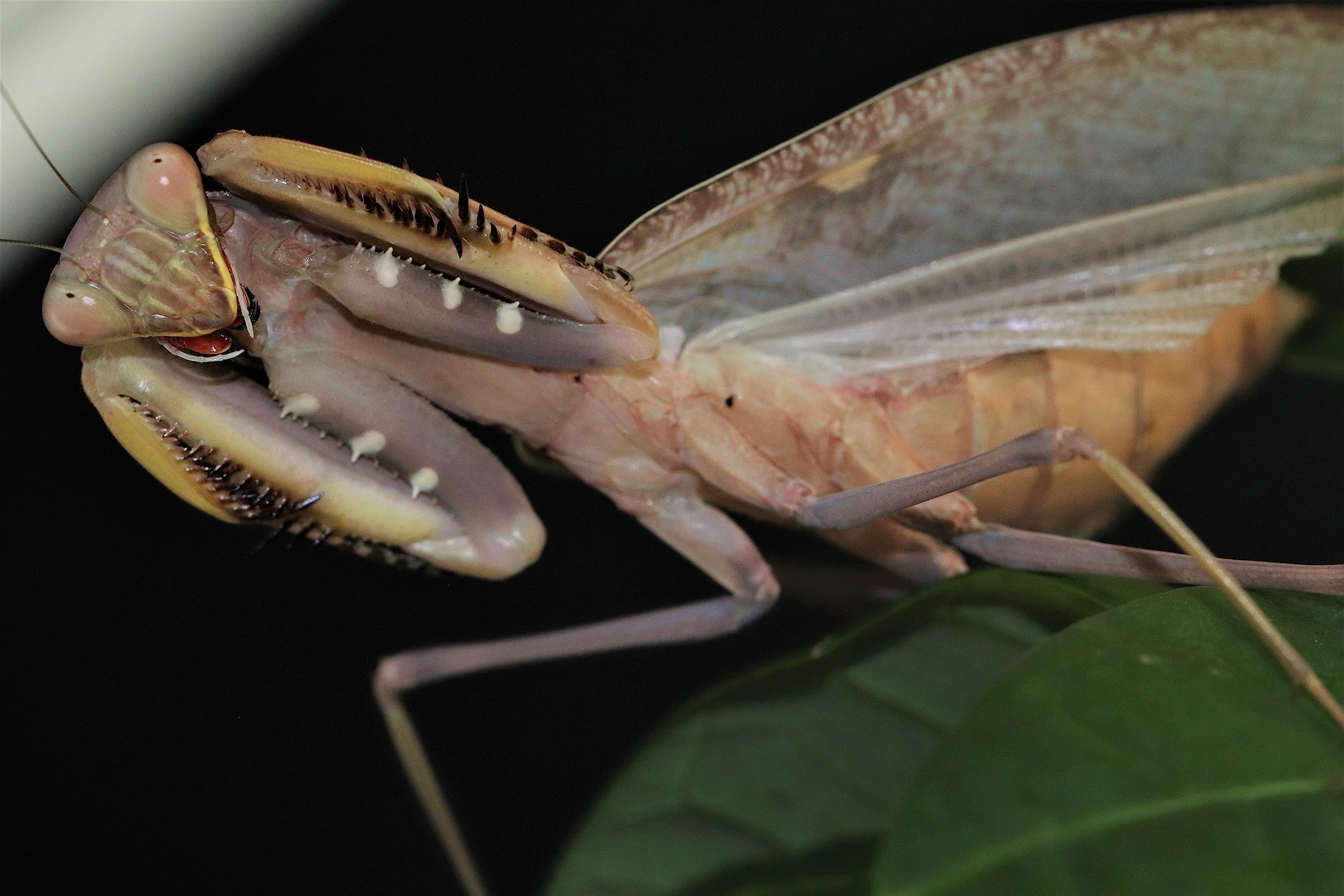 Amazon | Sphodromantis sp カマキリ 【 レプタイルショップLaliance