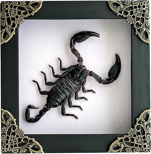 Escorpión con marco real, insecto muerto, insecto, escarabajo, amante, marco blanco, caja de sombras, taxidermia, rareza, coleccionables, decoración