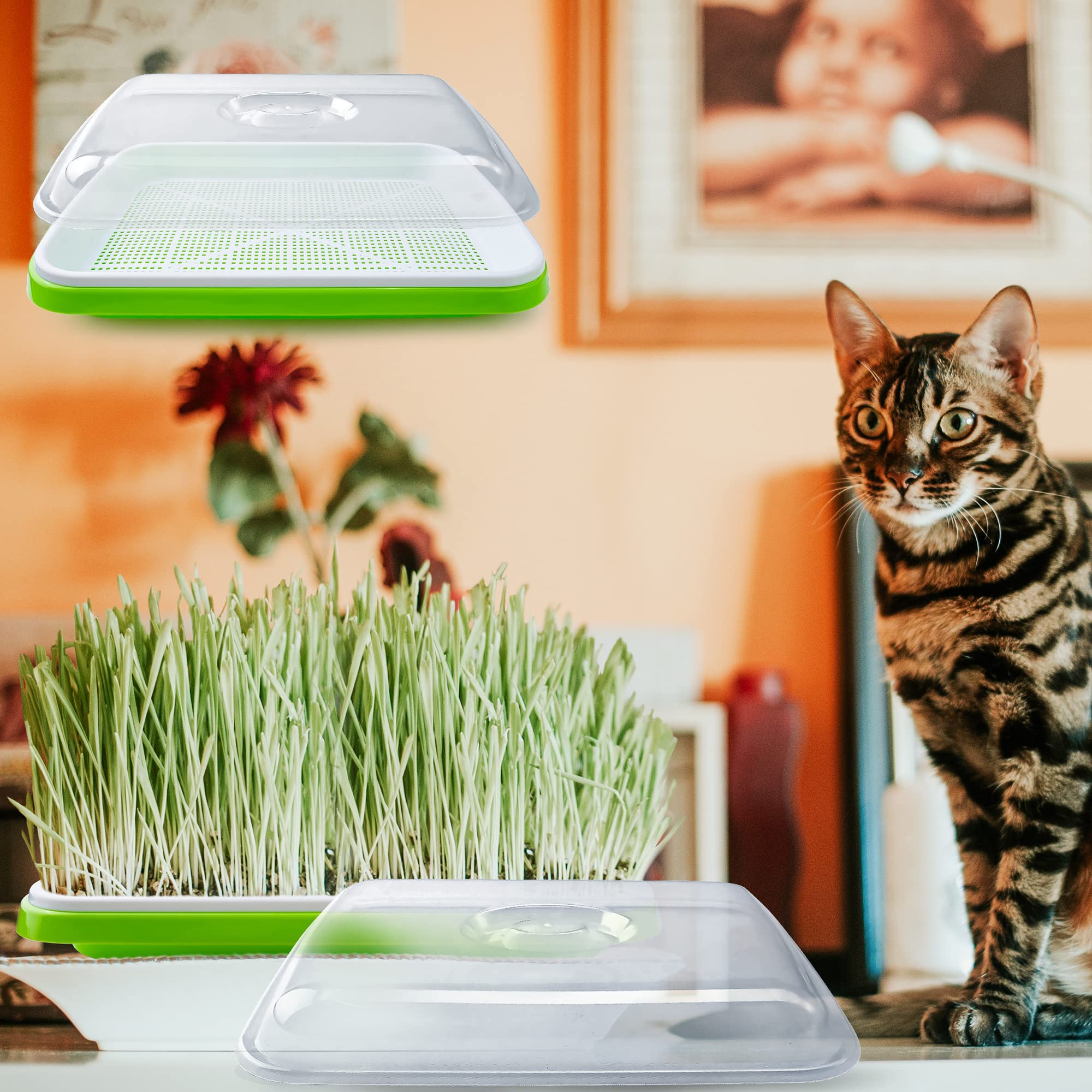 Lot de 5 plateaux de germination de graines avec trous de drainage, plateau d'herbe de blé sans terre avec couvercle, kit de germination des graines sans BPA, pour la maison et le bureau (vert)