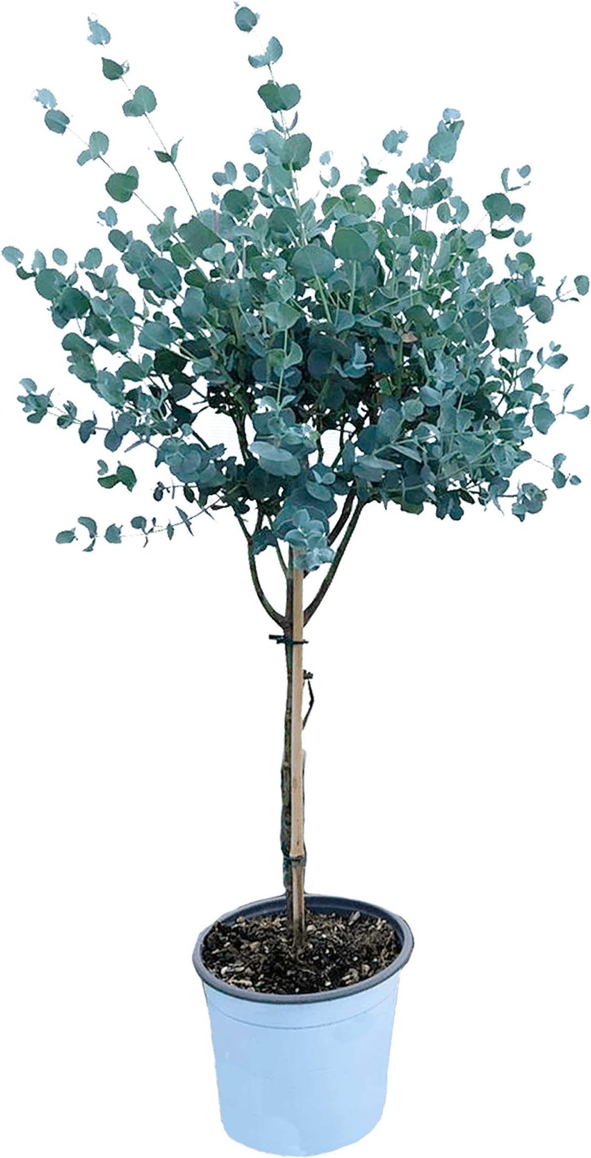 Eucalyptus Plant Real | Indoor Plants Real with pots | Height 65 cm | Pot 17 cm | Easy Maintenance (1)
