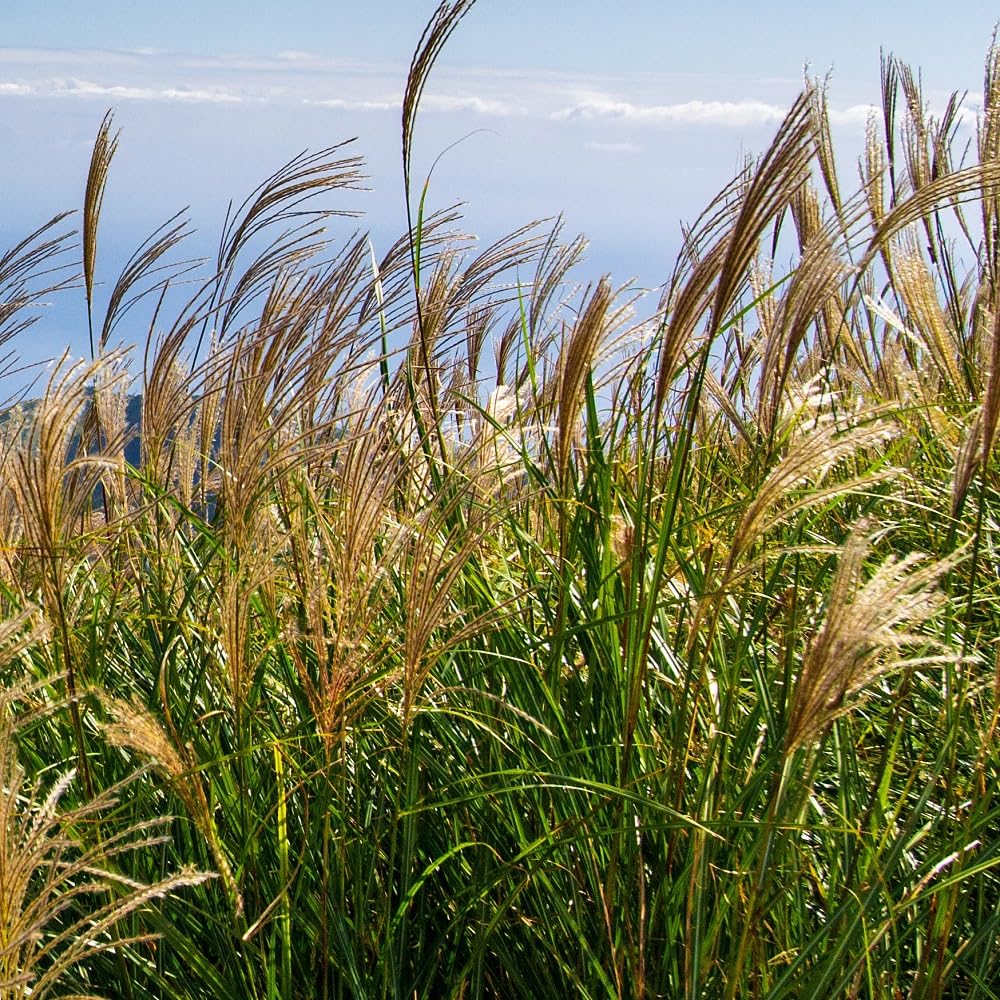 Eulalie Gigantesque - Miscanthus Giganteus (floridulus