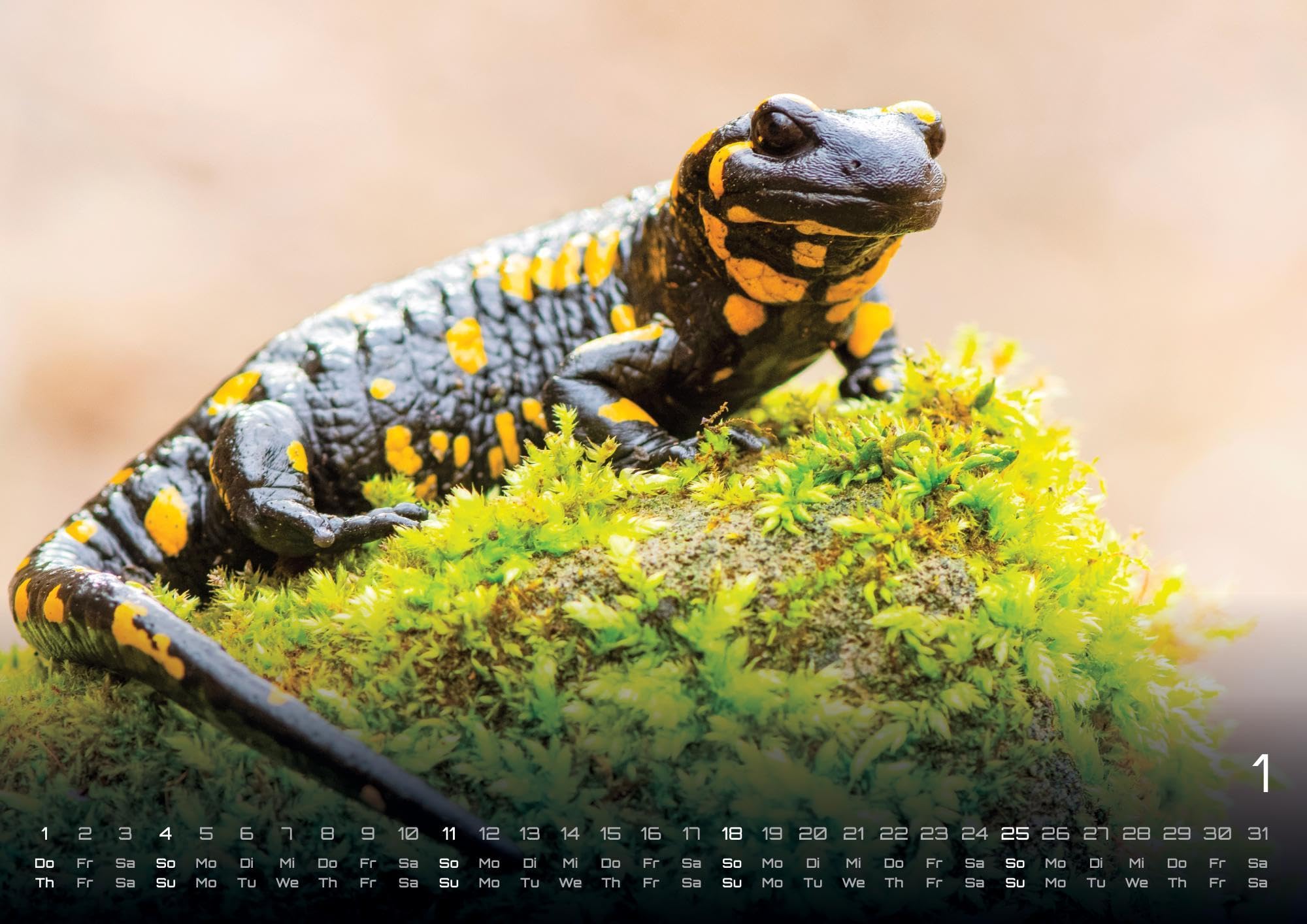 Waldtiere - Heimische Waldbewohner - Der Tierkalender - 2026 - Kalender DIN A2: Der Wandkalender mit den schönsten Waldtier-Motiven für das Jahr 2026 im extragroßen Format DIN A2 (ca. 60 x 42 cm)!