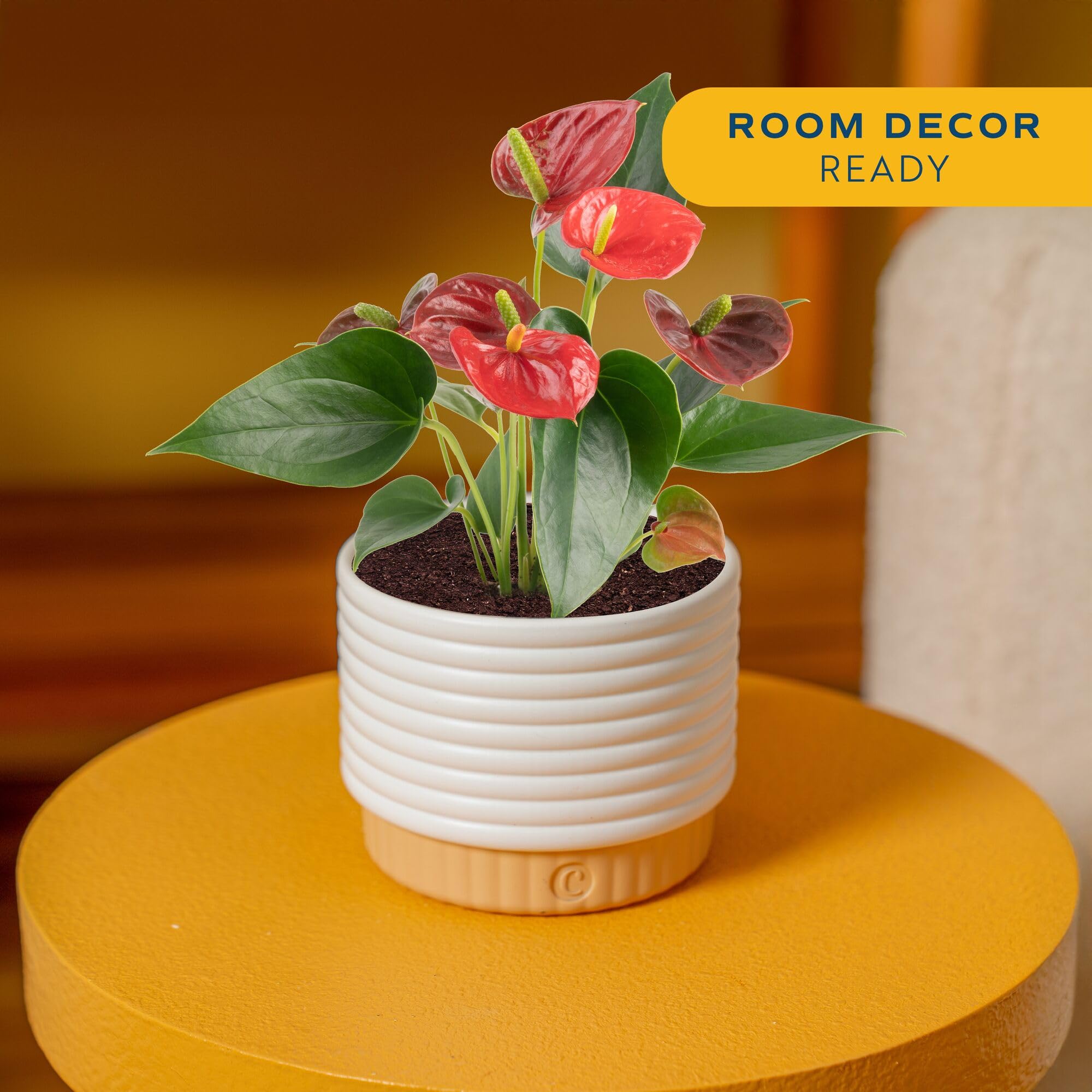 Amazon.com : Costa Farms Anthurium, Flamingo Flower Live Plant in  Decorative Pot, Air Purifying Flowering Indoor Houseplant, Home, Room, or  Office Decor, House Warming or Birthday Gift, 10-14 Inches Tall : Patio,