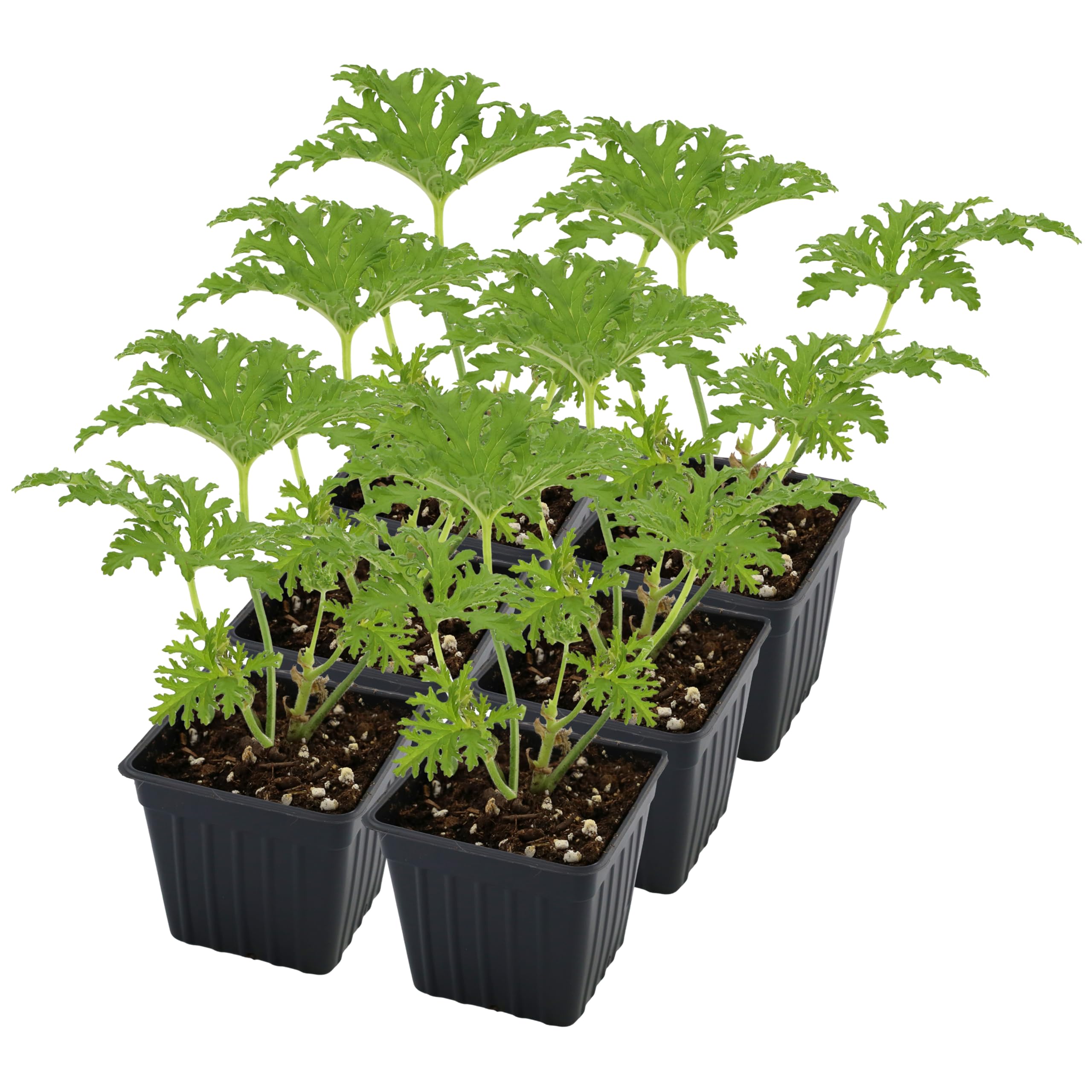 Soil Sunrise 6-Pack Citronella Geranium