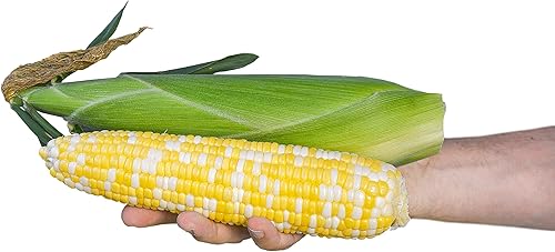 Sweet Corn Montauk F1 - Semillas vegetales tratadas con insecto - 10.000 semillas disponible en Yaxa Colombia