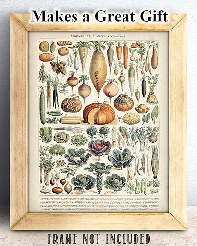Miniatura 6 de Legumbres antiguas y cultivos de raíces tradicionales de 11 x 14 pulgadas, impresión sin marco, arte de pared botánico vintage y temático de