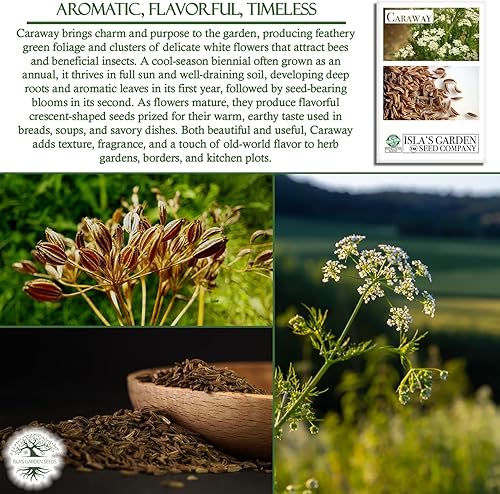 Miniatura 5 de Semillas de hierbas de alcaravea para plantar, más de 250 semillas por paquete, semillas de jardín de Isla (semillas de jardín de Isla), semillas