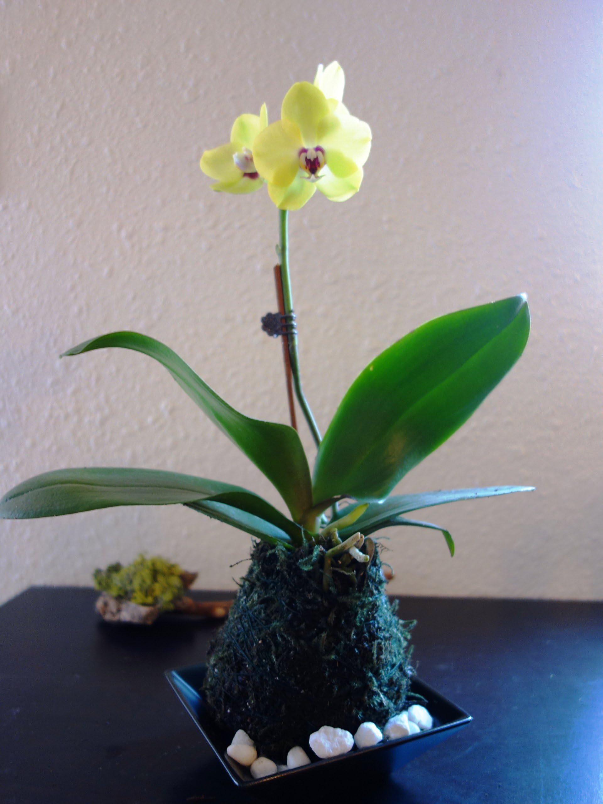 Yellow Orchid Phalaenopsis Kokedama Moss Ball Comes with Black Saucer