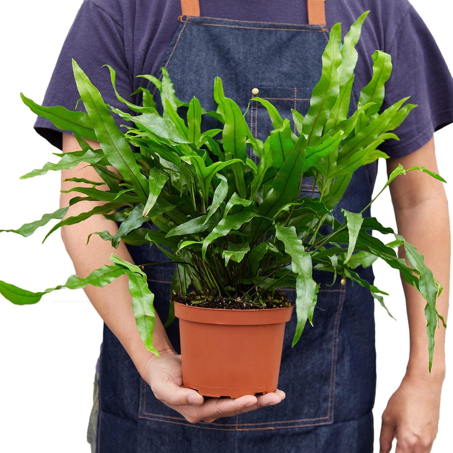 6 Pack Fern 'Kangaroo Paw' in 4in Pot - Live Plants Tropical Houseplants | Variegated | USA Growers | The Snobby Leaf