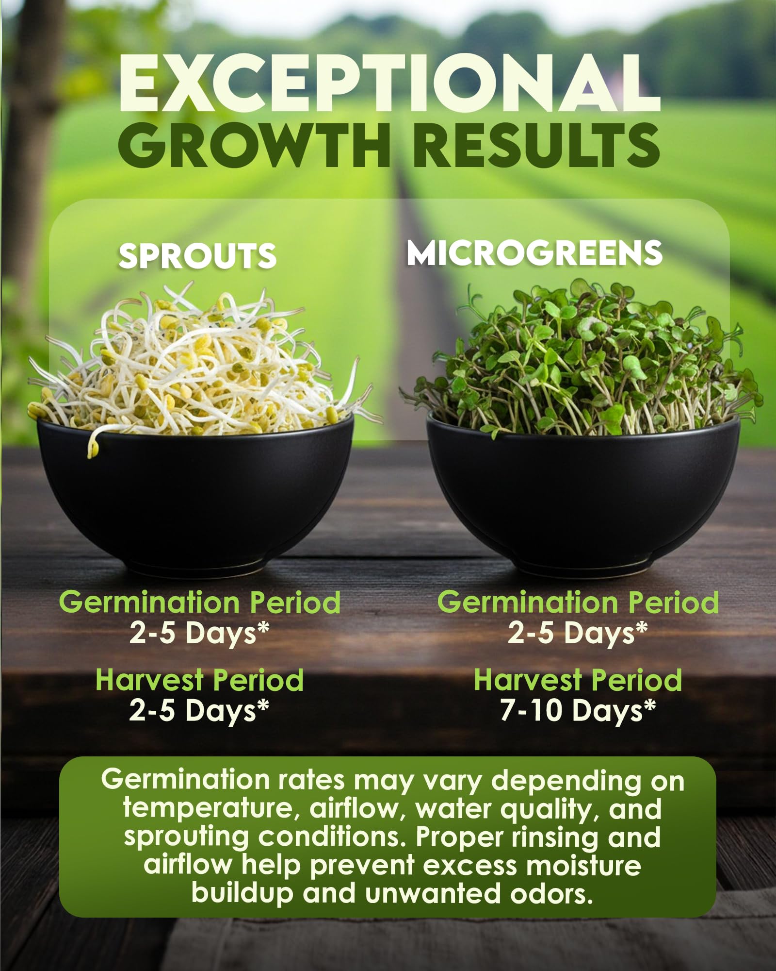 Organic Broccoli Sprouts Seeds - Grow at Home -5