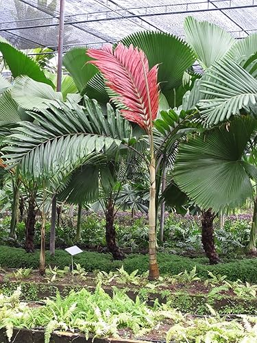 Miniatura 3 de Red Flame Palm - Planta viva en una maceta de cultivo de 3 galones - Chambeyronia Macrocarpa - Palmas ornamentales extremadamente raras de Florida