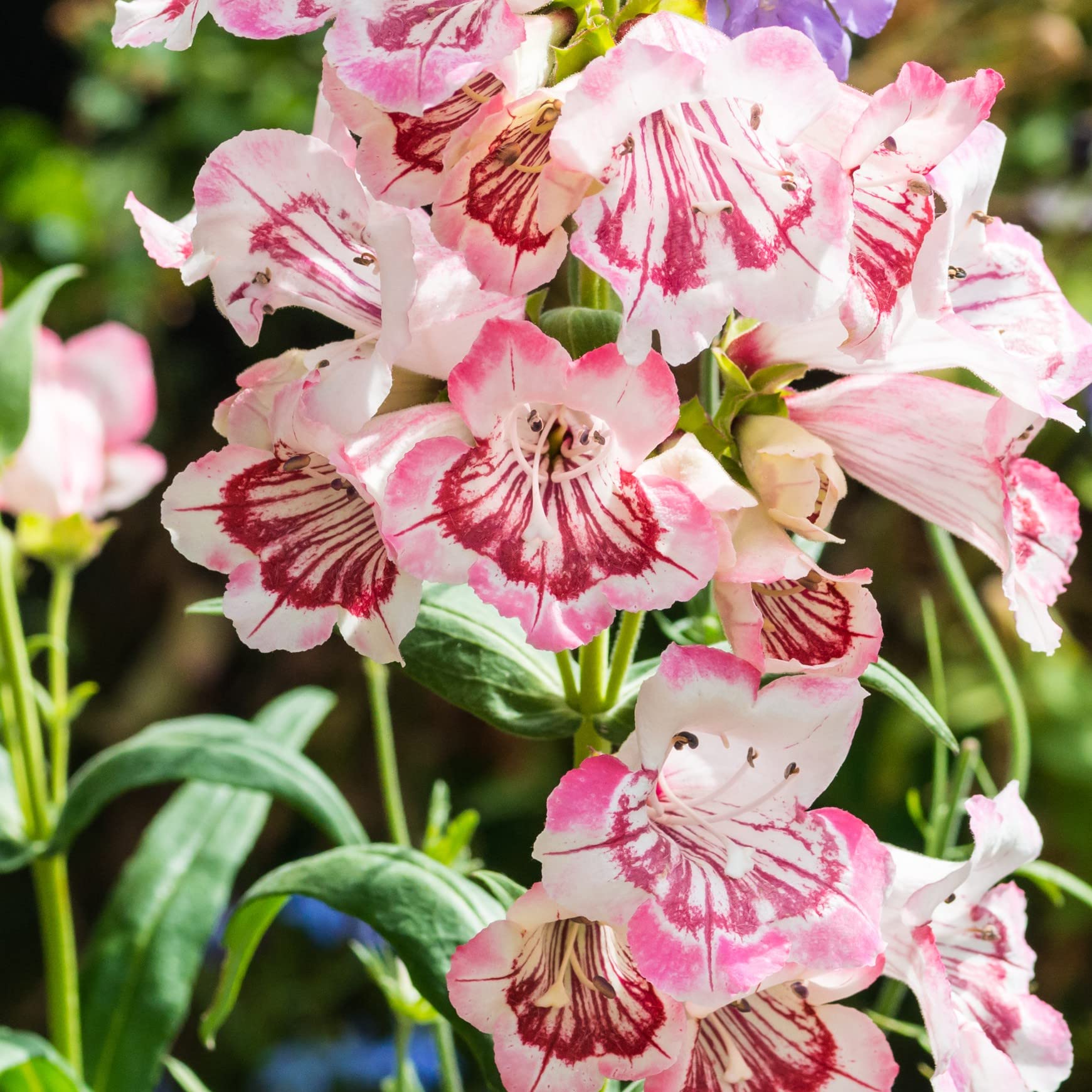 Penstemon Strawberries and Cream Hardy Perennial 3 Jumbo Plugs by Thompson and Morgan