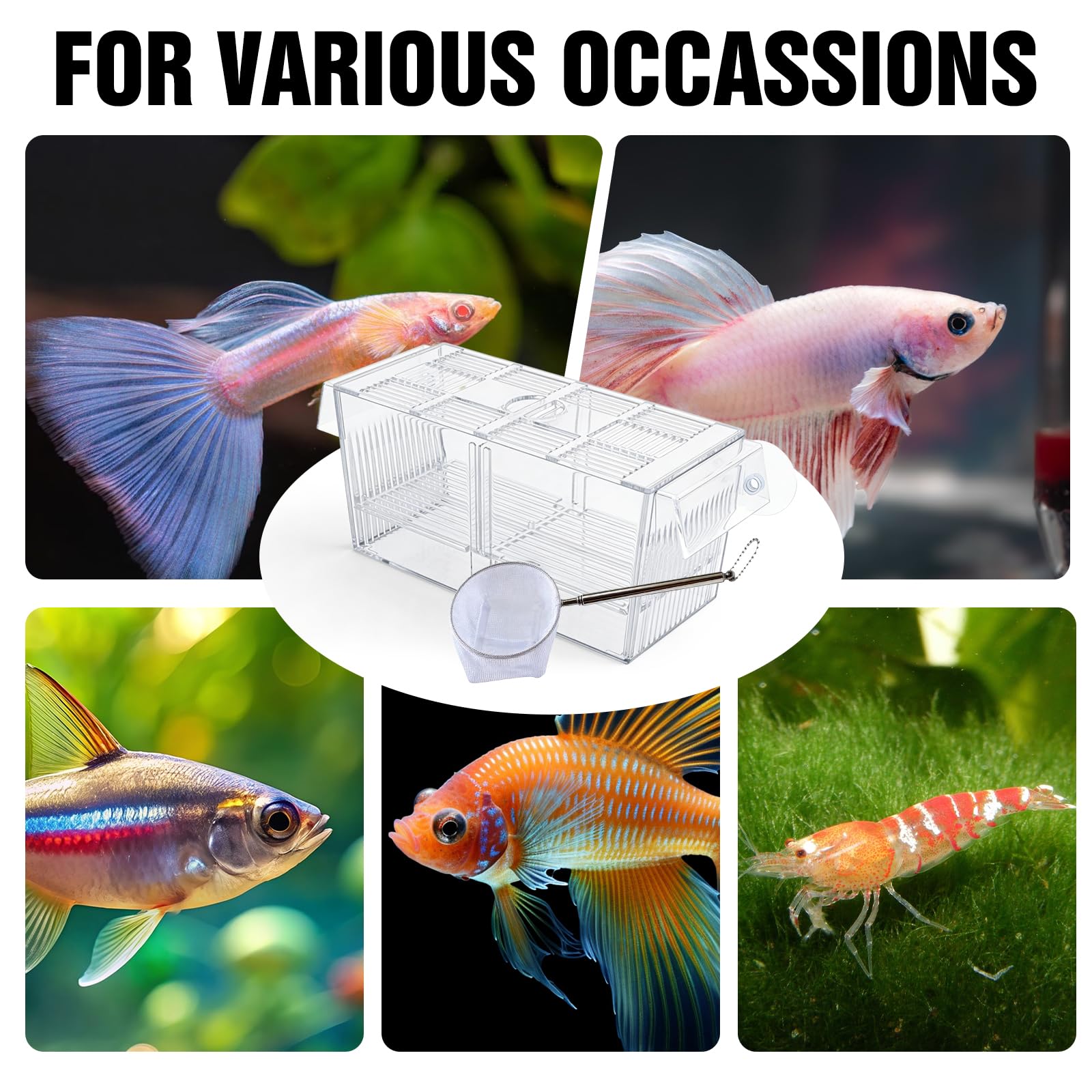 Caja de desove para acuario, grande, con red de sellado de peces, tanques de cultivo de acrílico para acuarios, diseño de dos cámaras, para peces bebés, camarones, Betta Guppy, peces payaso