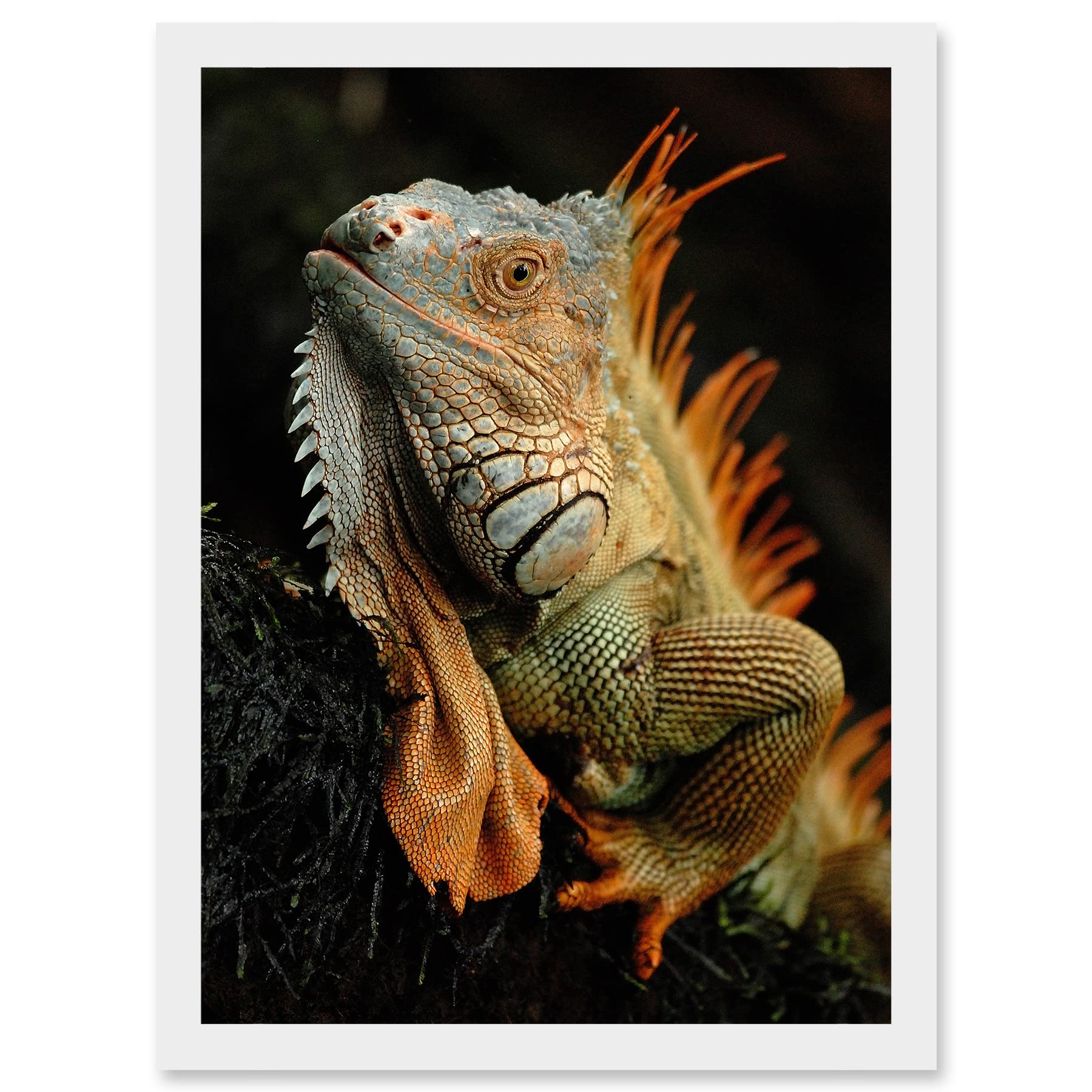 Wee Blue Coo Photo Animal Iguana Lizard Reptile Scales Spines Artwork Framed Wall Art Print A4