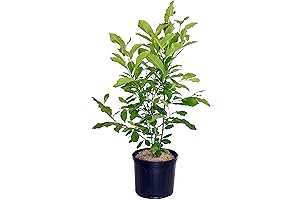 Miniature Live Magnolia Tree (Magnolia liliiflora 'Jane') with Purple Flowers