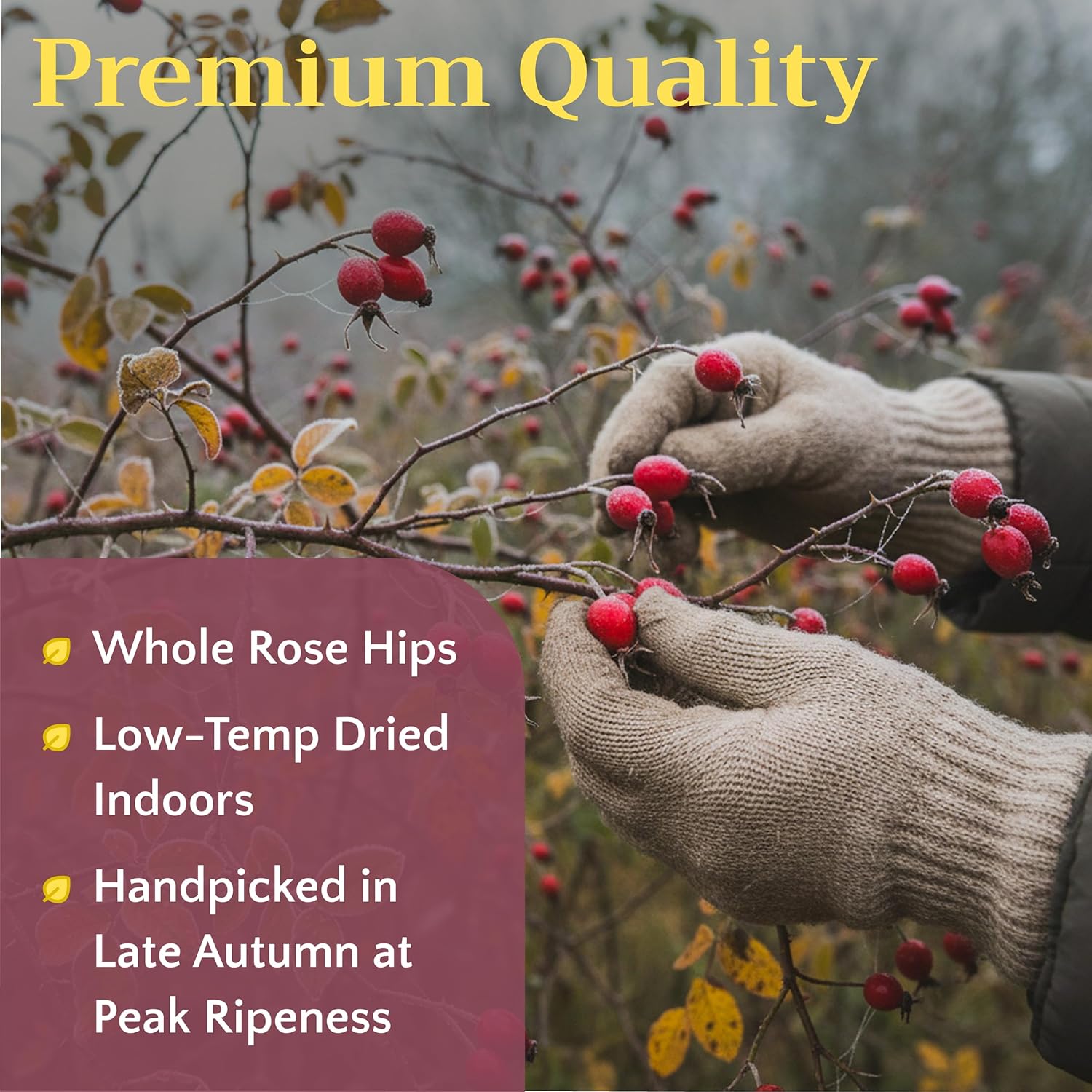 Rose Hips Tea - Dried Whole Rosehip Fruit Herb (Rosa Canina) - Natural Rose Hip Herbal Tea Loose, Bulk 4 lb (64oz)
