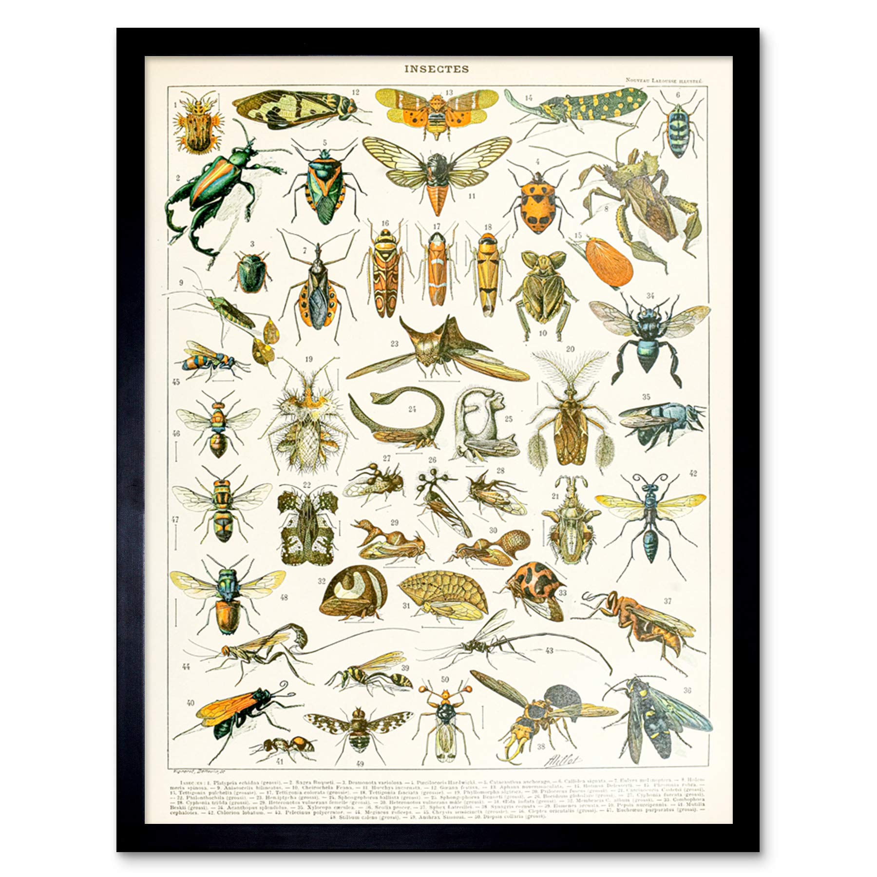 Artery8 Millot Encyclopedia Page Molluscs Shells Art Print Framed Poster Wall Decor 12x16 inch — view 42