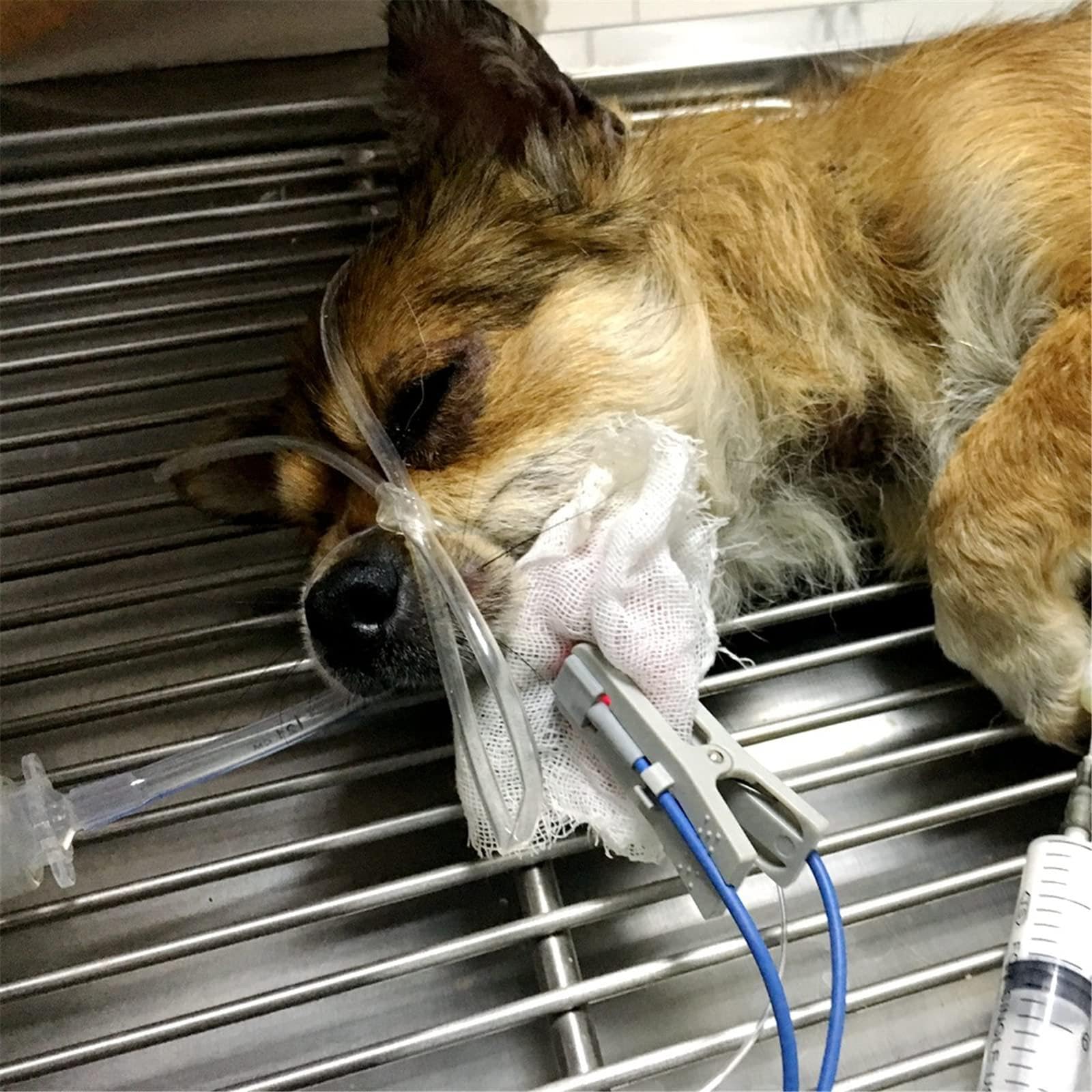 Oxímetro De Pulso Veterinario - Pantalla De 2,4 Pulgadas,Mide Spo2,Frecuencia CardíAca Y Monitoreo De Temperatura Pulso Para Uso Veterinario,Sensor De Spo2 De OíDo/Lengua,Para Gatos,Perros