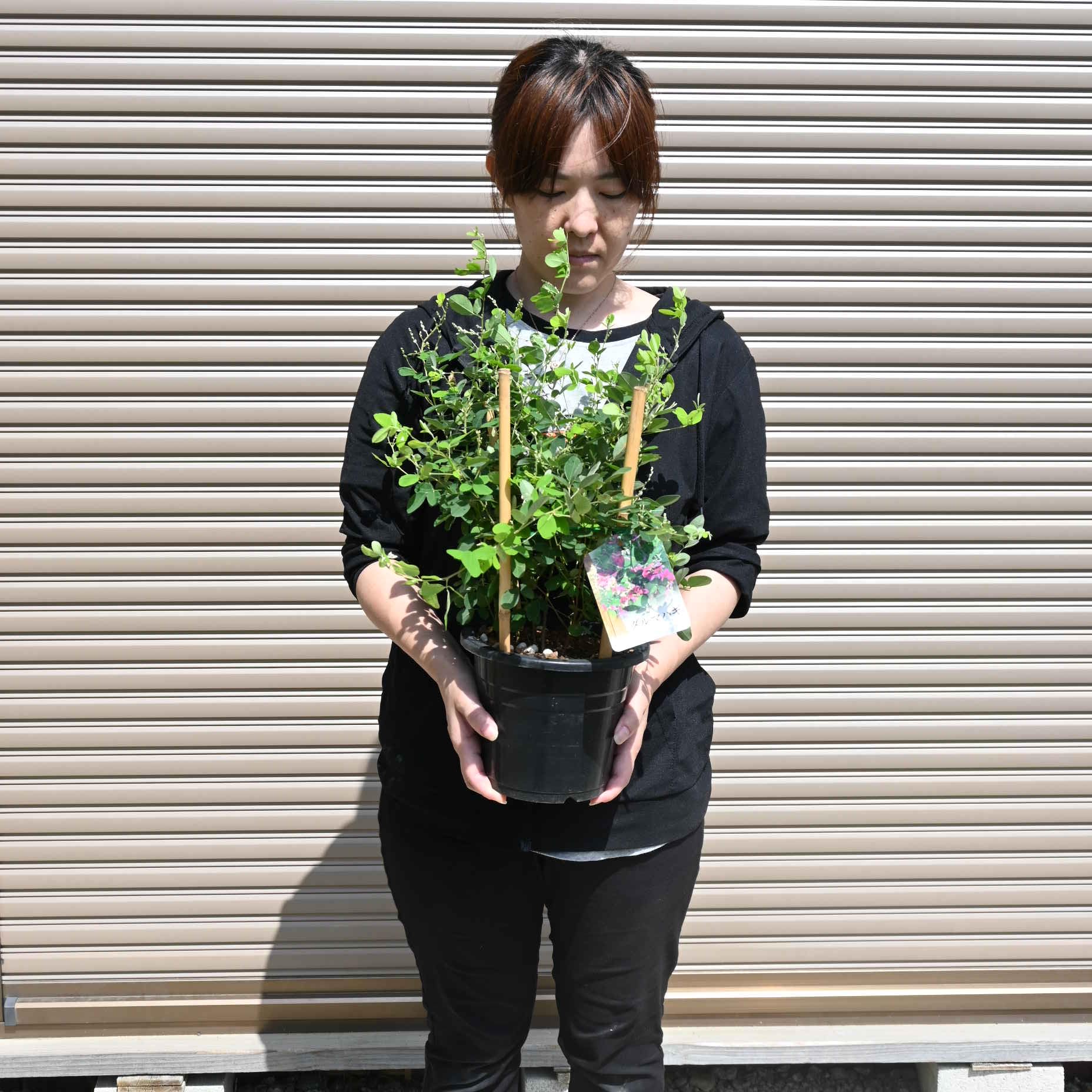 Amazon.co.jp: ダルマ萩苗 鉢花1鉢萩苗江戸絞りはぎ エドシボリハギ 萩