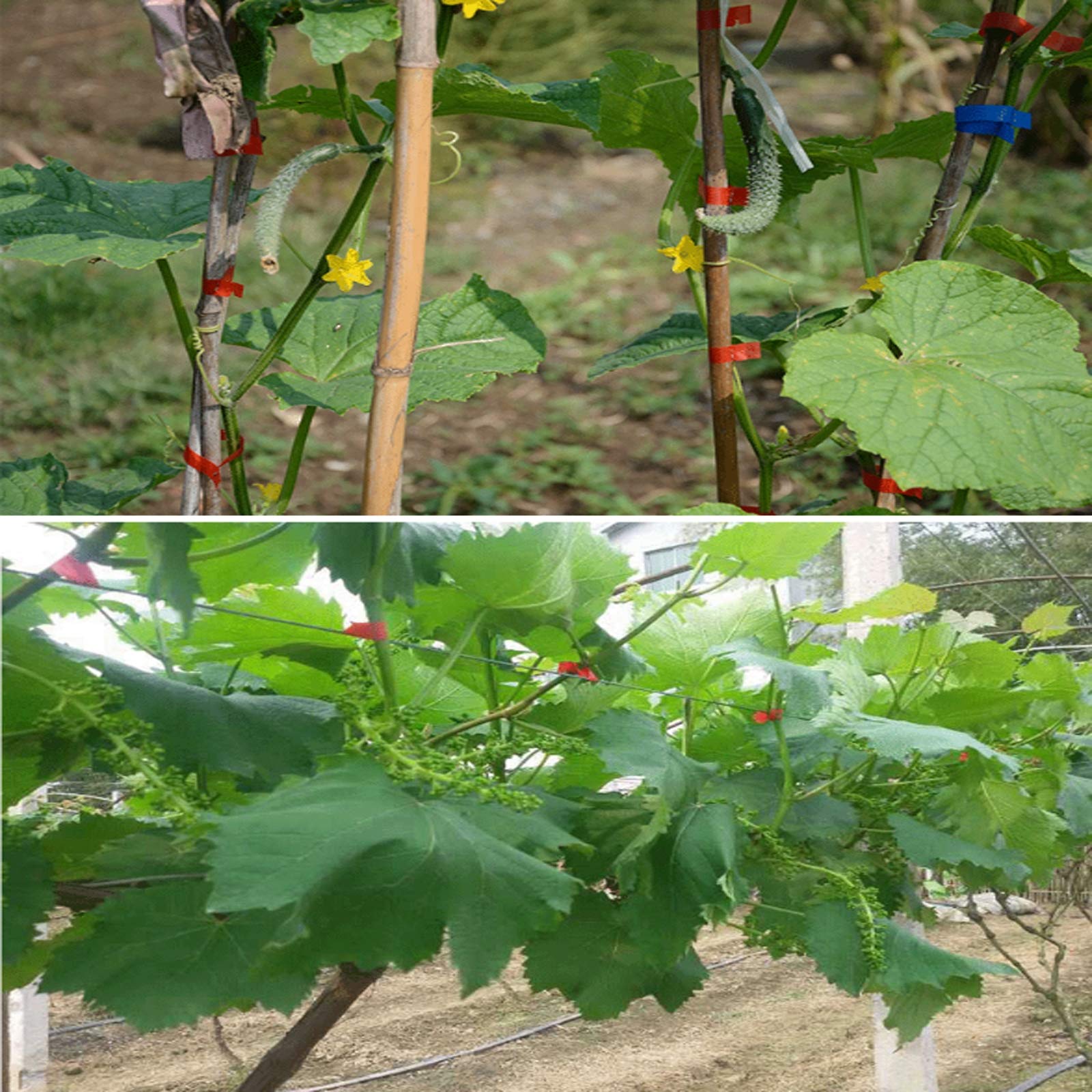 Planta Mano Atar La Máquina Jardín Tape Tool, Profesional Agricola Vid Atar Cinta Máquina para Atar Ramas de Planta, para Atadora de Tomates Vegetales Viña Máquina para Atar Tomates,Mode1
