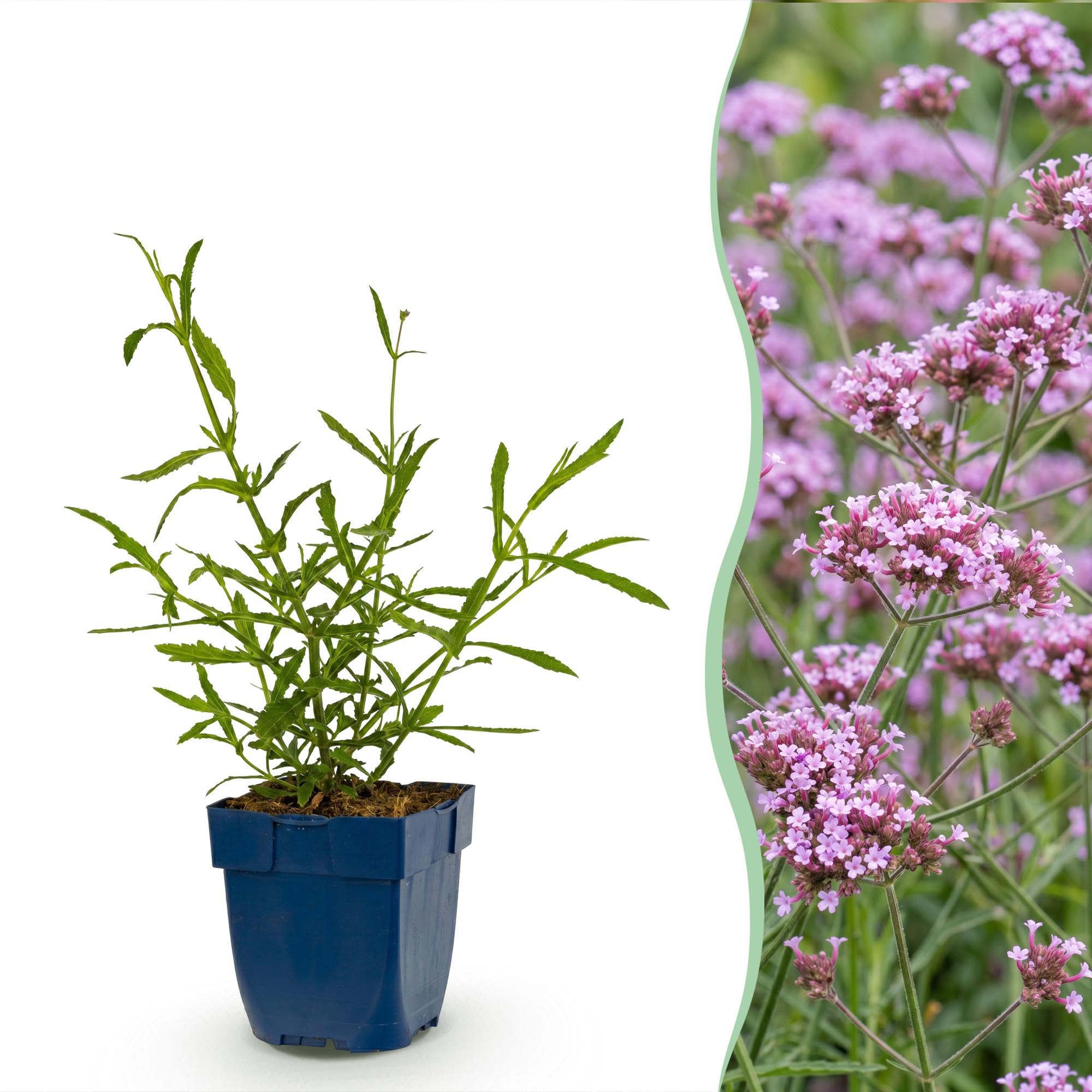 Verbena Bonariensis Lollipop, Bienenweide für Garten, Lila, 12er Set