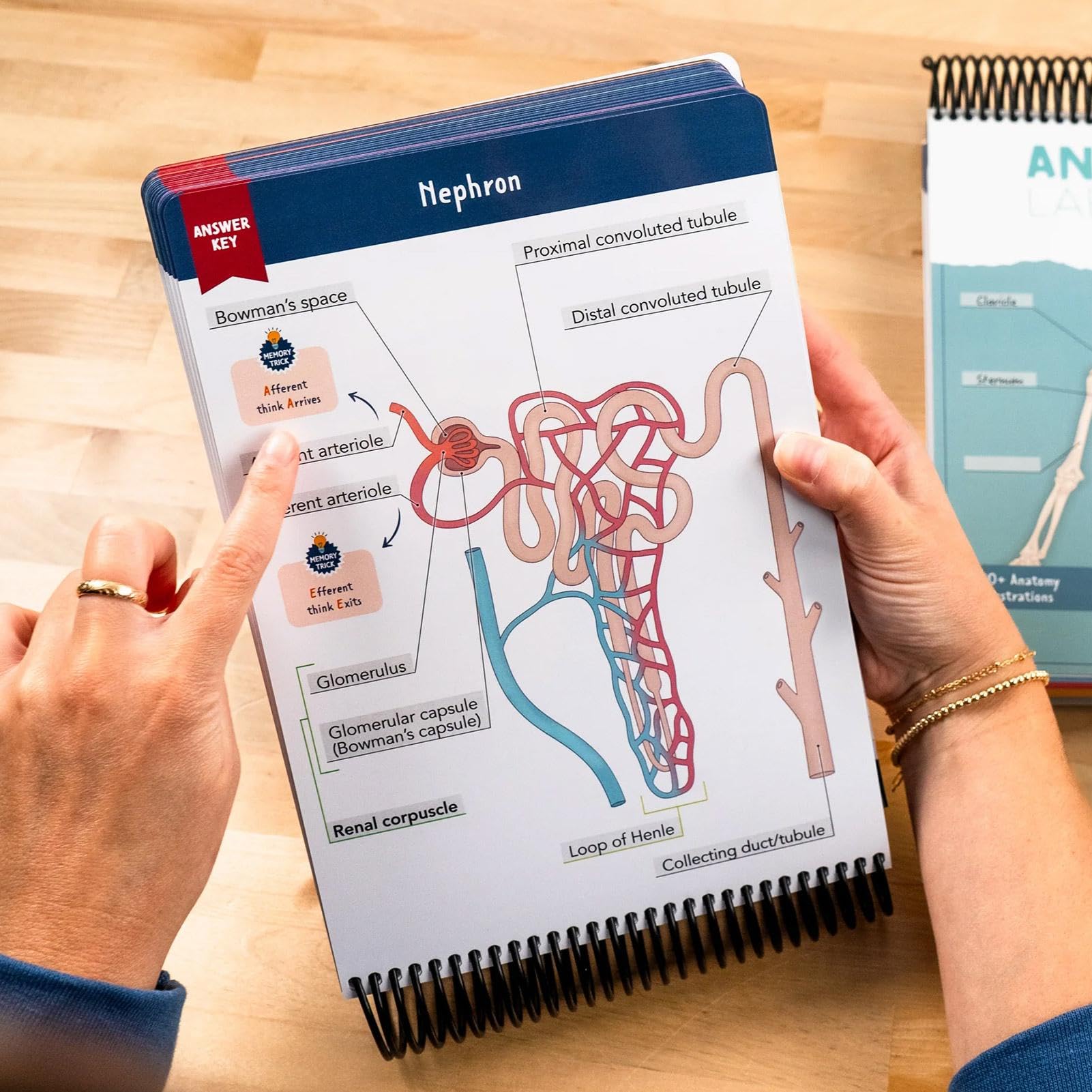 Anatomy Label Lab Workbook 100+ Full-Color Dry-Erase Pages Anatomy ...