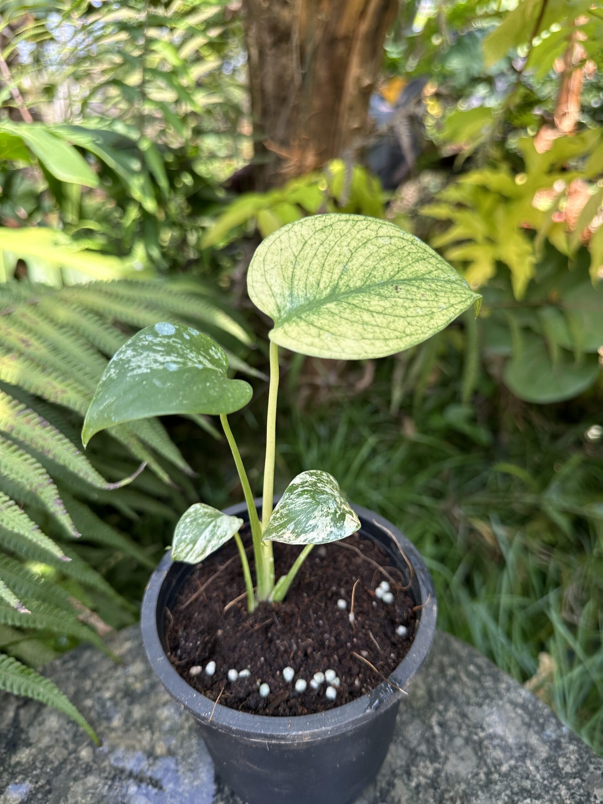 Monstera Deliciosa White – Rare White Variegated Swiss Cheese